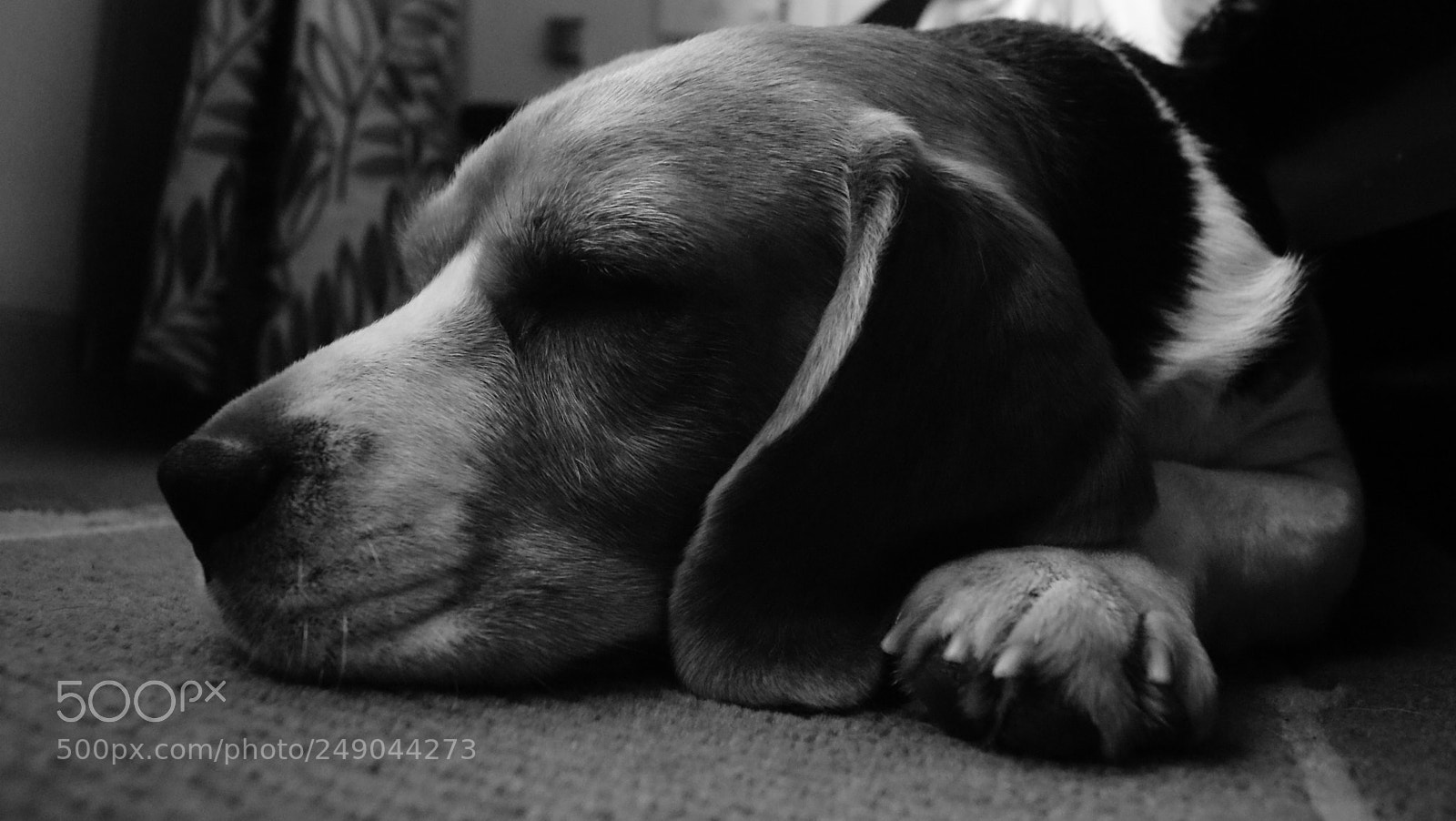 Sony Alpha DSLR-A330 sample photo. Beau:  the beagle photography