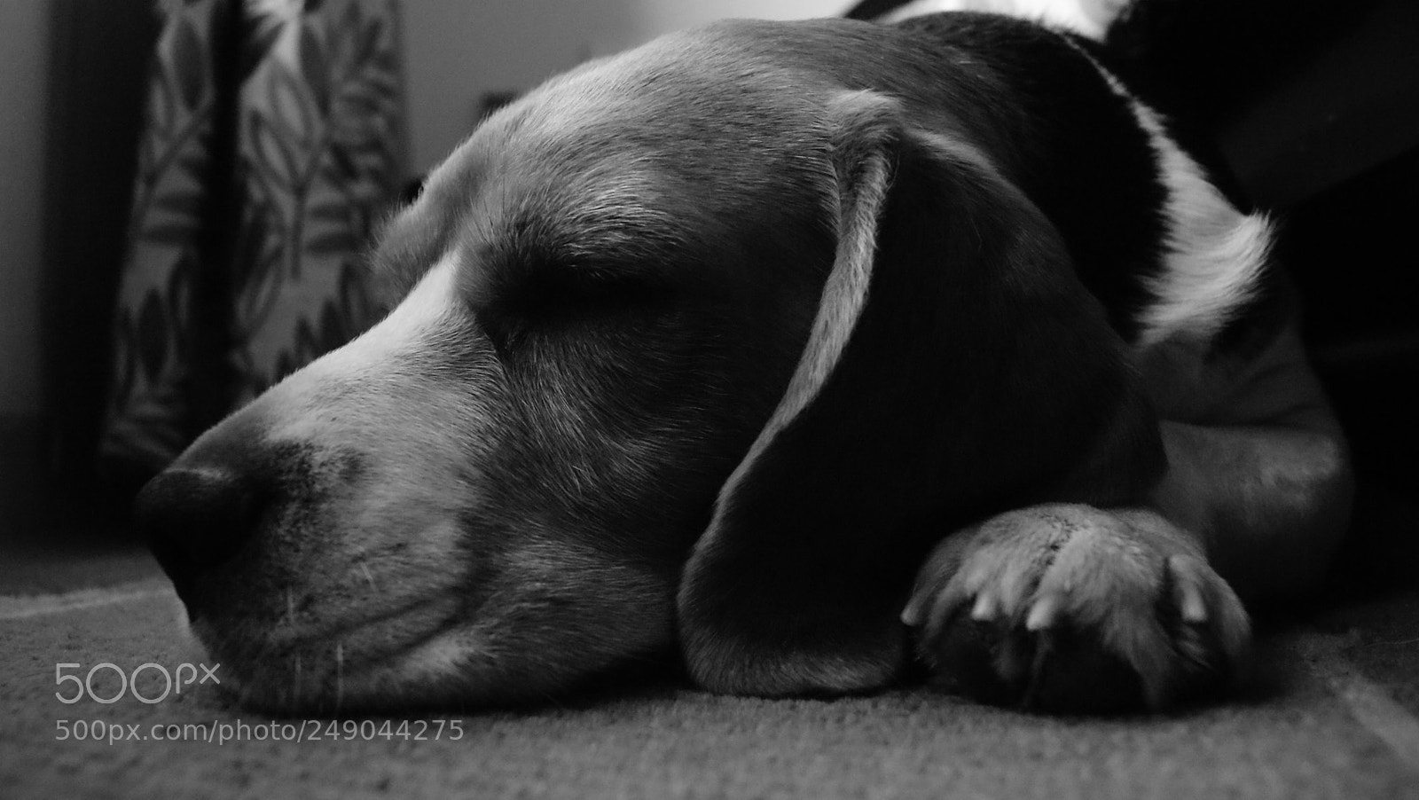Sony Alpha DSLR-A330 sample photo. Beau:  the beagle photography