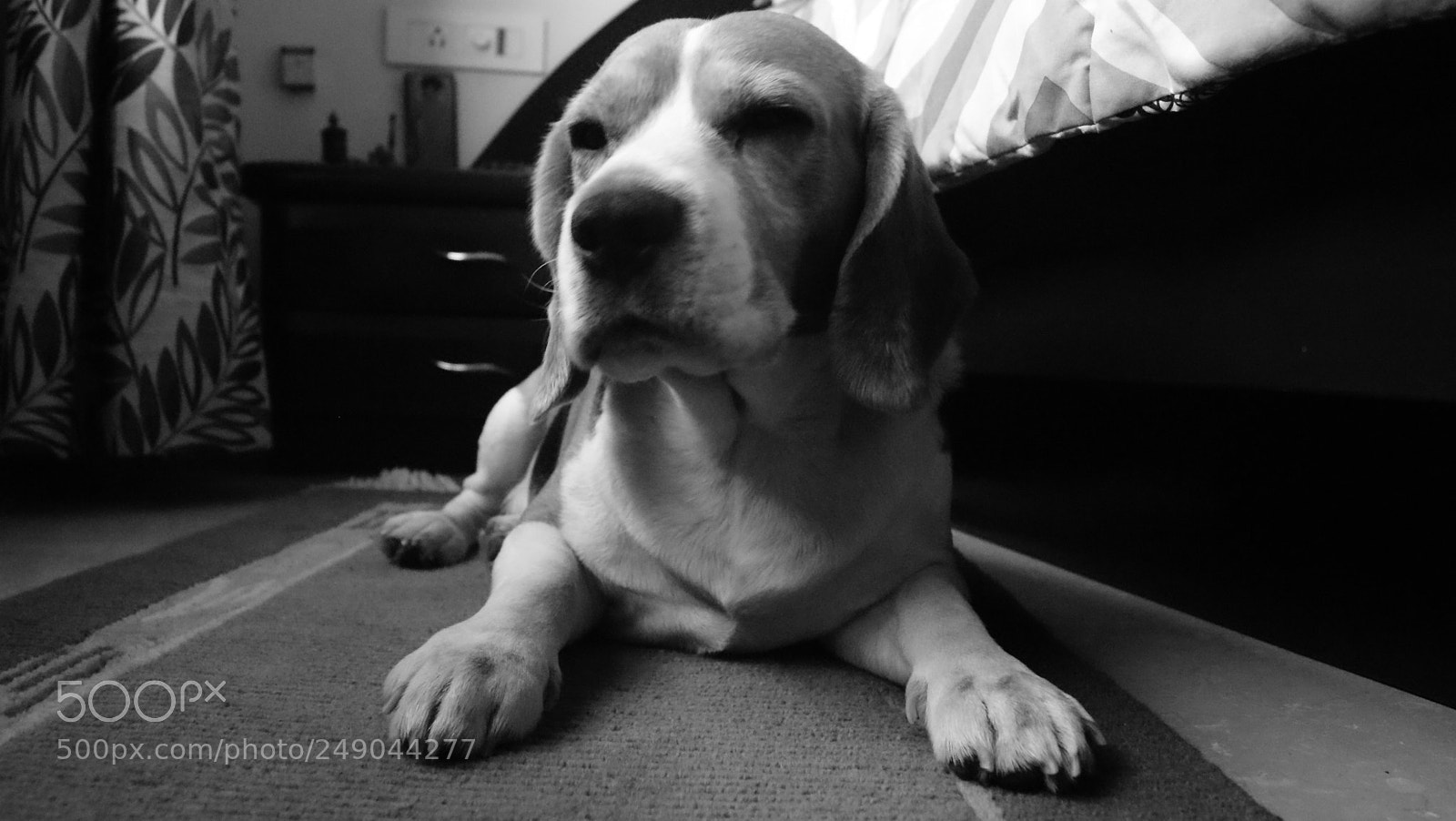 Sony Alpha DSLR-A330 sample photo. Beau:  the beagle photography