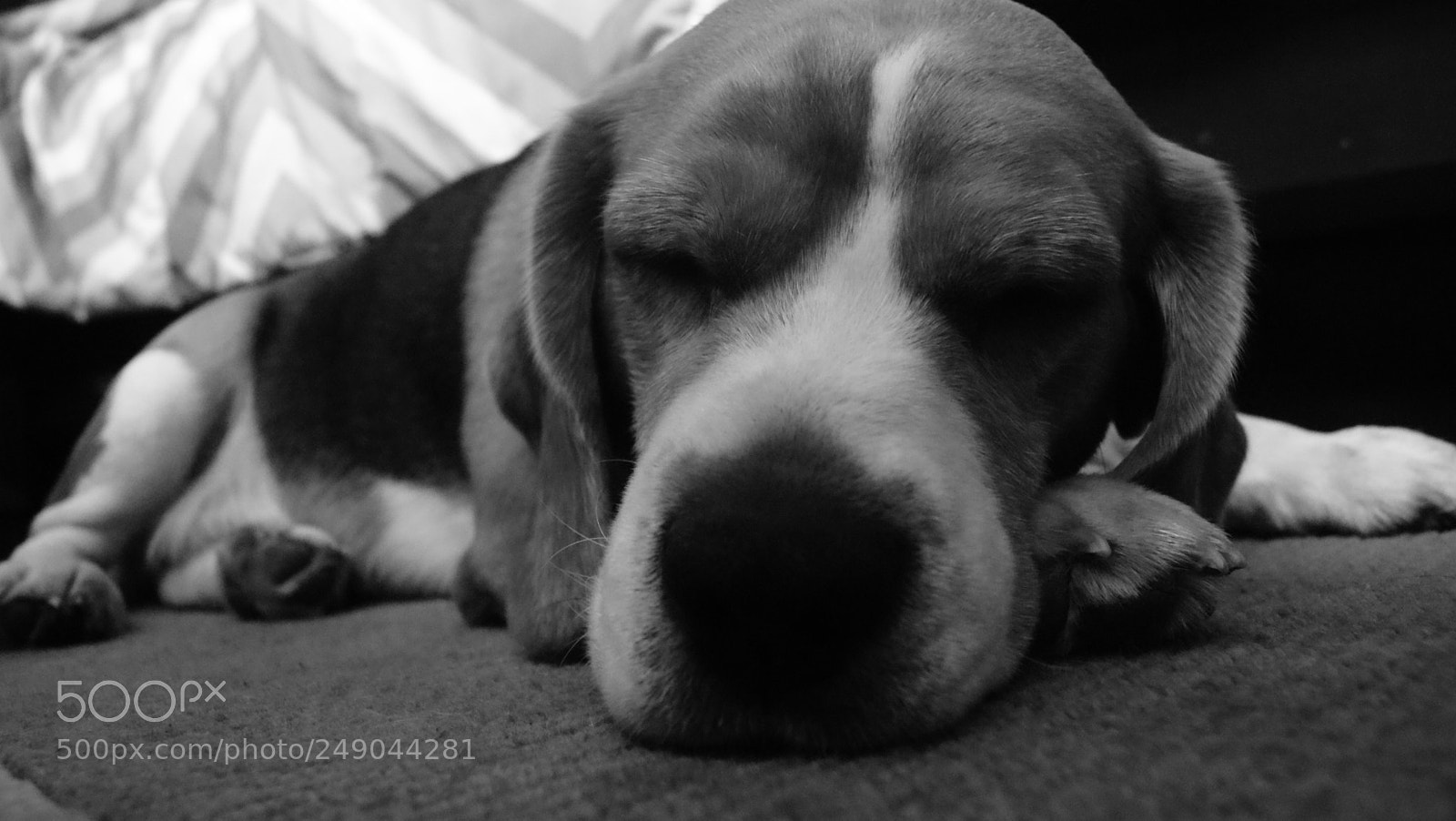 Sony Alpha DSLR-A330 sample photo. Beau:  the beagle photography