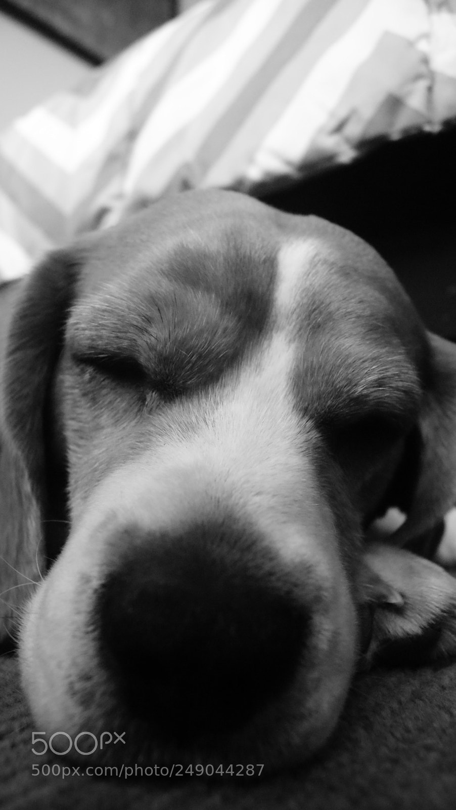 Sony Alpha DSLR-A330 sample photo. Beau:  the beagle photography