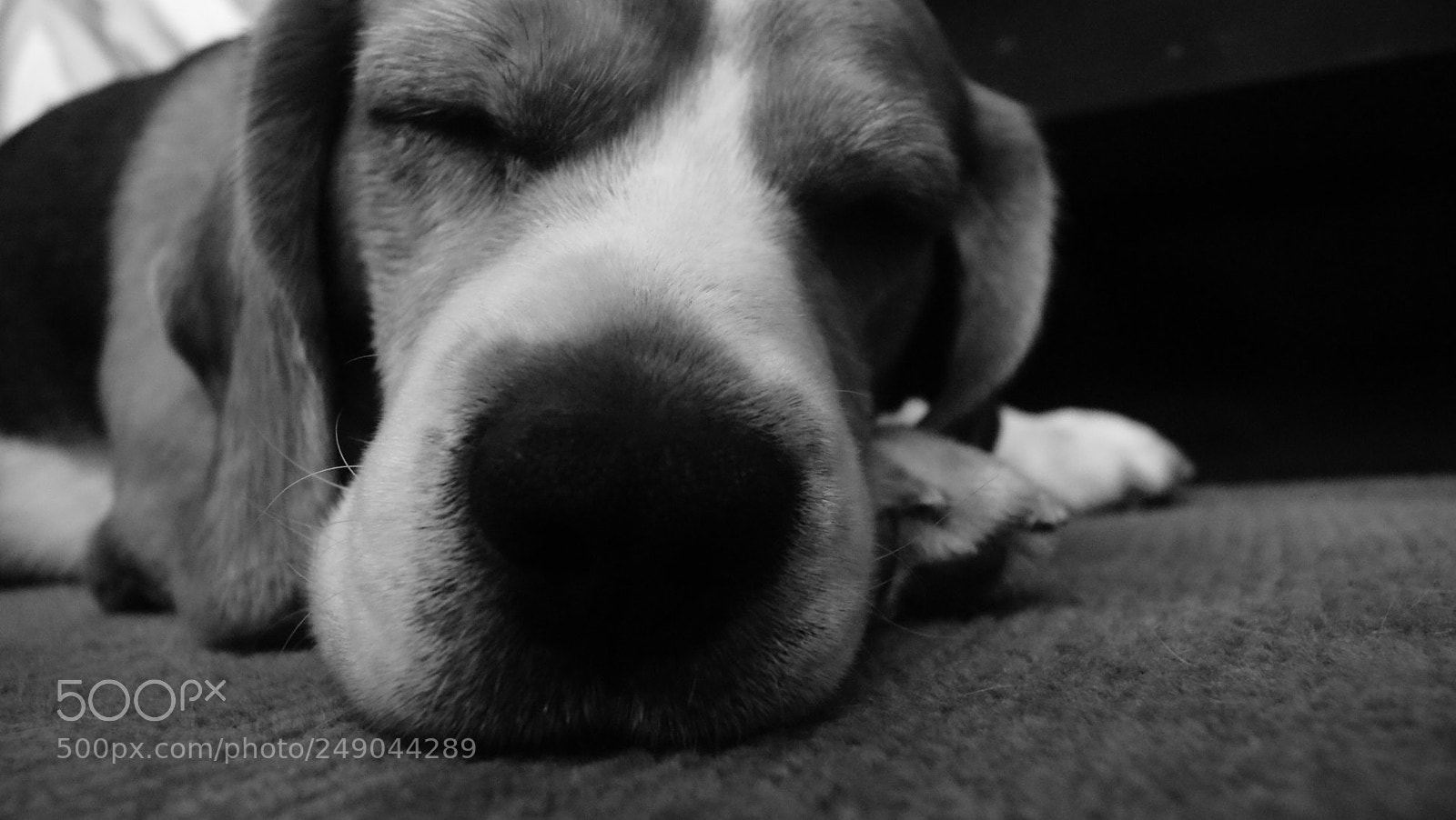 Sony Alpha DSLR-A330 sample photo. Beau:  the beagle photography
