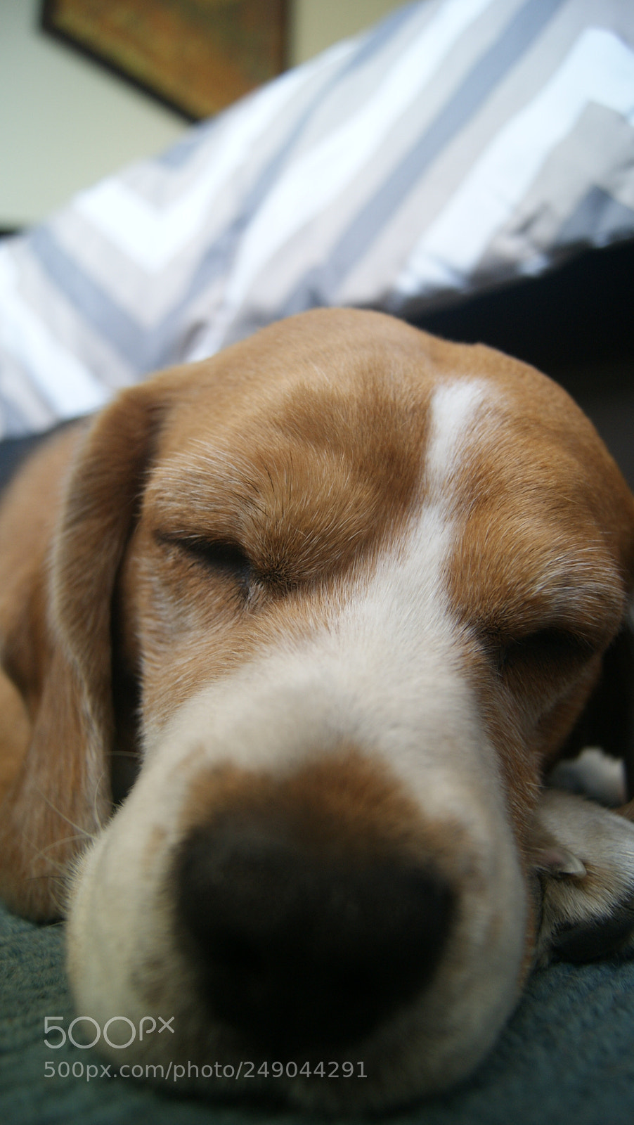 Sony Alpha DSLR-A330 sample photo. Beau:  the beagle photography
