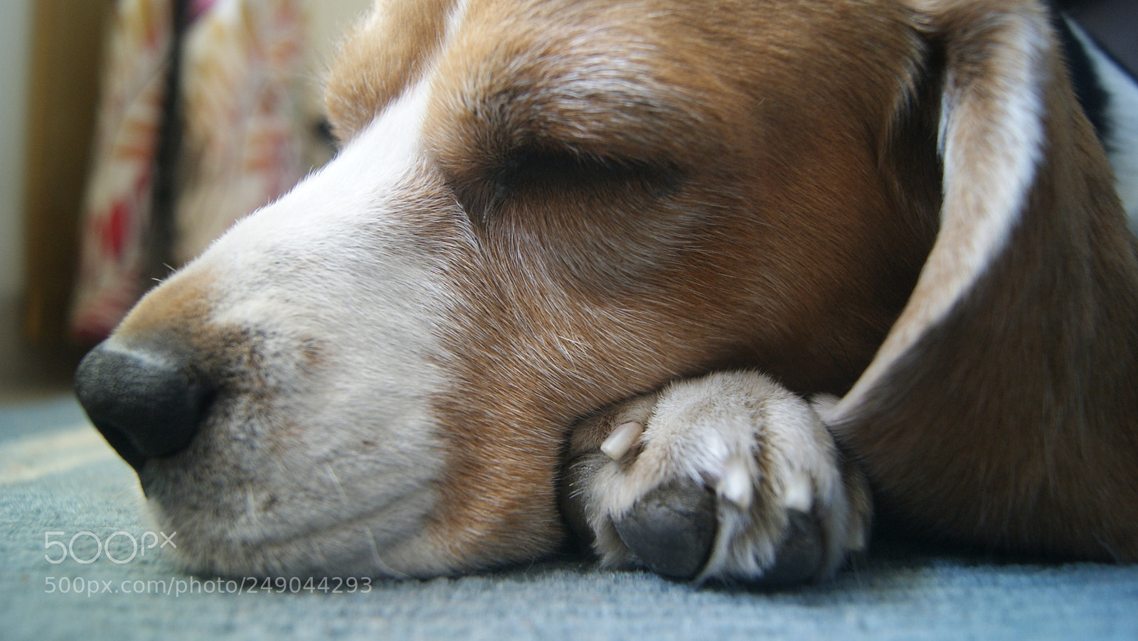 Sony Alpha DSLR-A330 sample photo. Beau:  the beagle photography