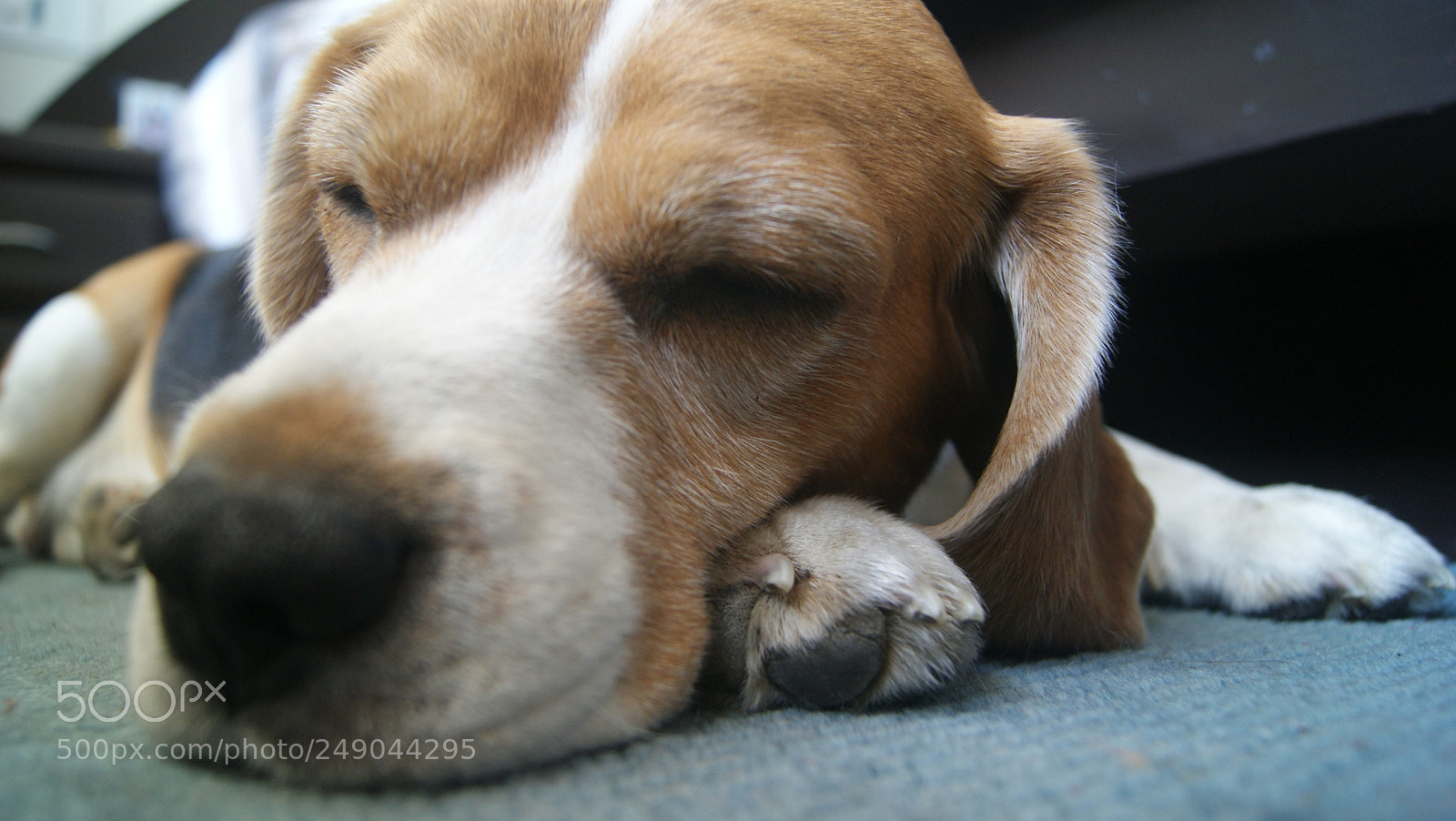 Sony Alpha DSLR-A330 sample photo. Beau:  the beagle photography