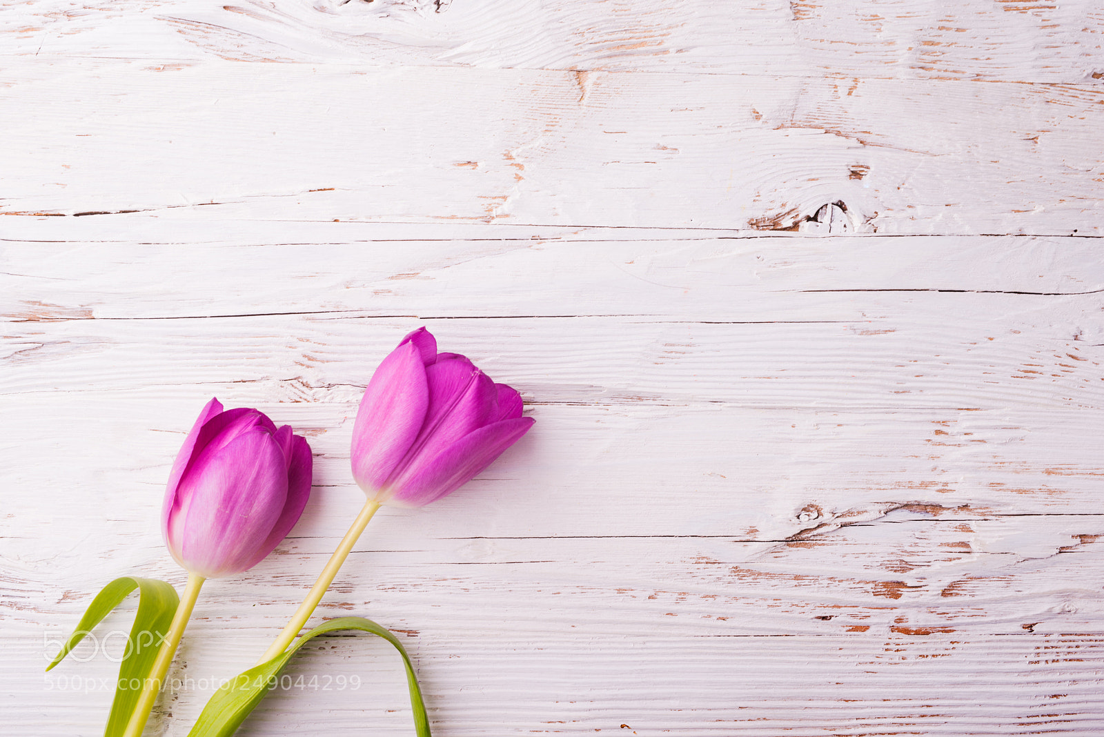Nikon D800 sample photo. Easter and spring flat photography
