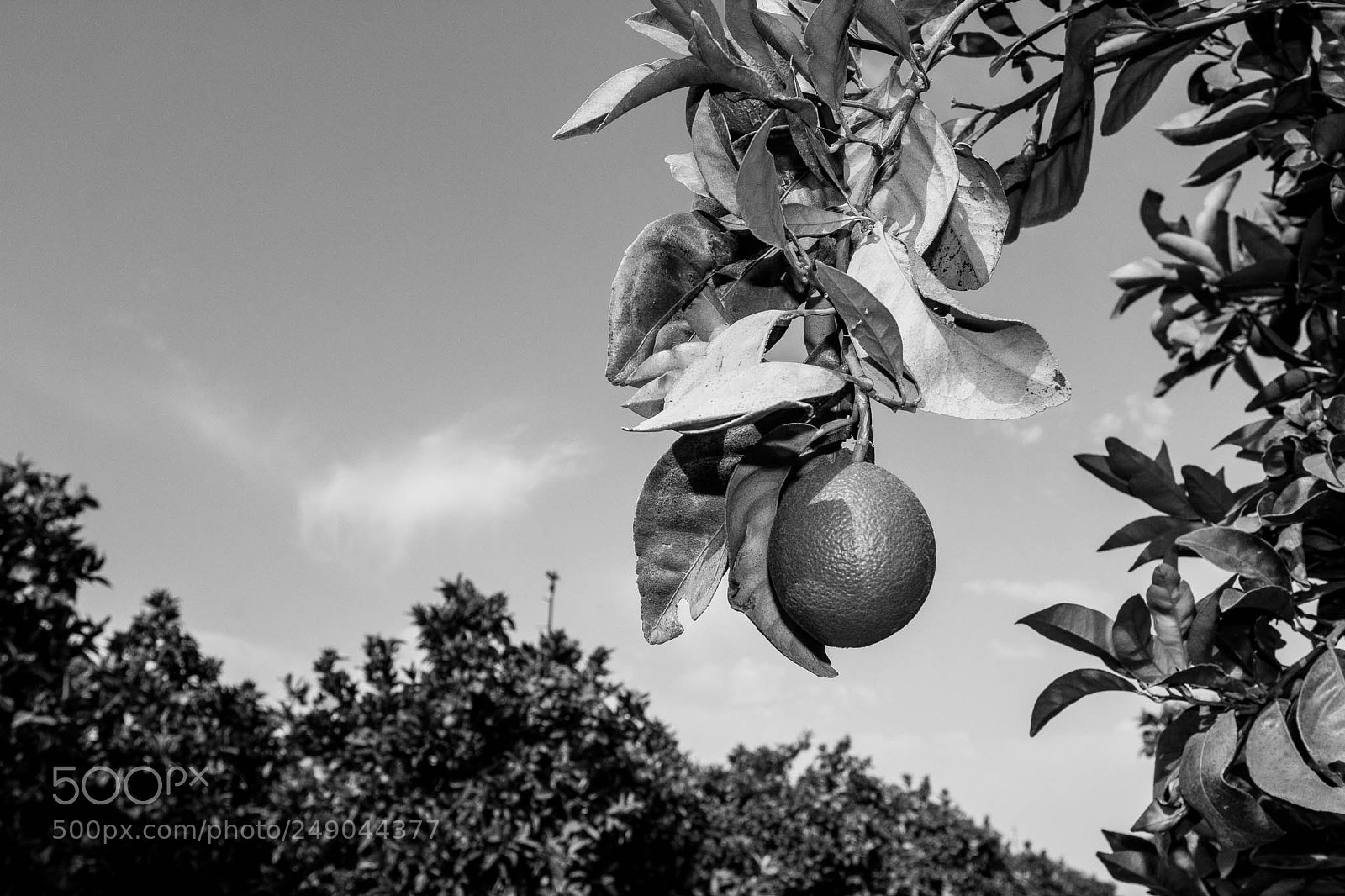 Canon EOS 60D sample photo. Orange fruit photography