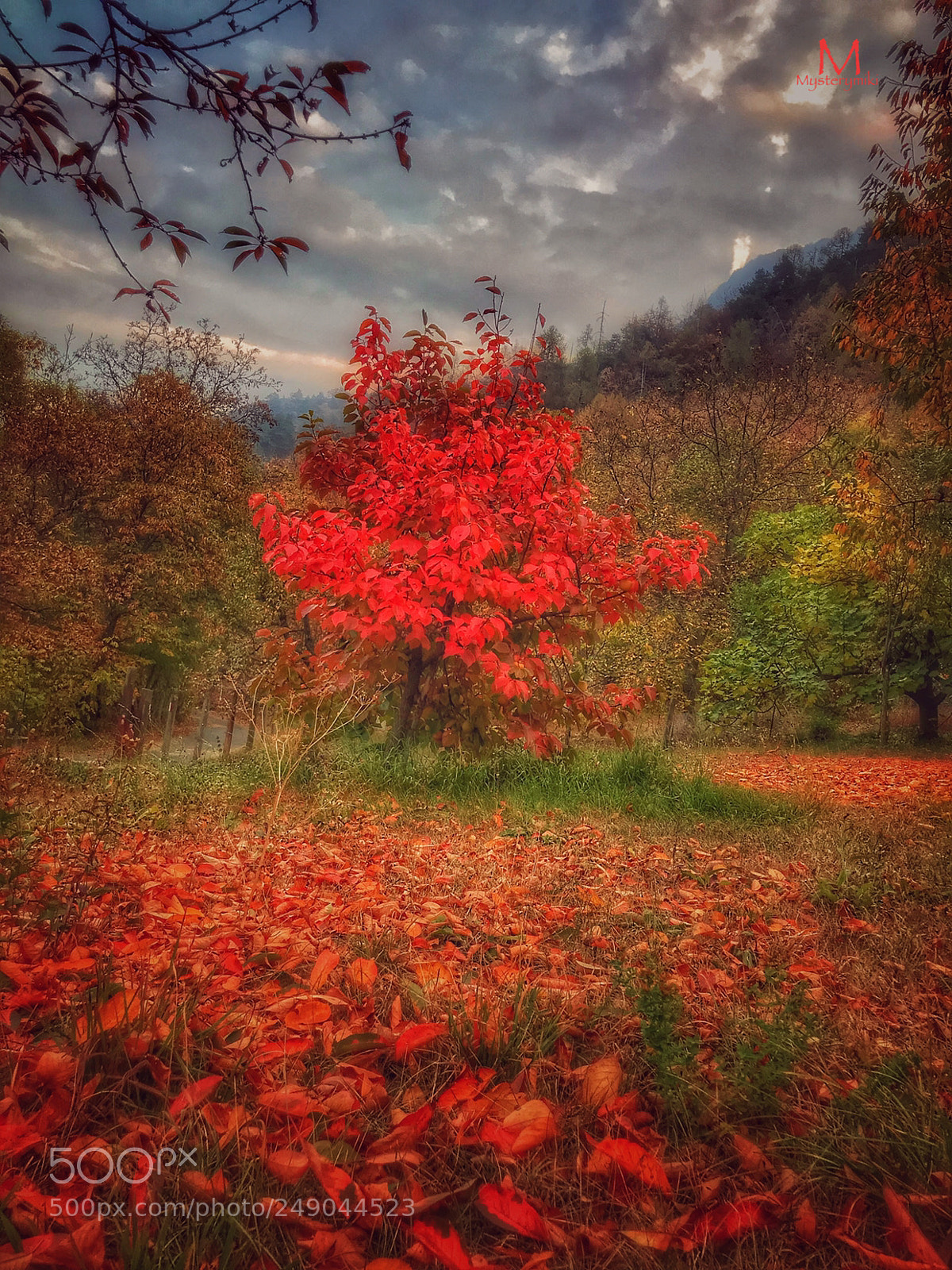 Apple iPhone 7 Plus sample photo. Red forest in meana photography