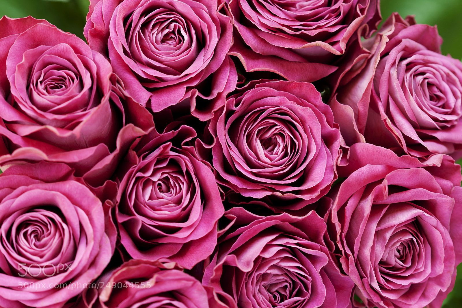 Canon EOS 400D (EOS Digital Rebel XTi / EOS Kiss Digital X) sample photo. Beautiful roses photography
