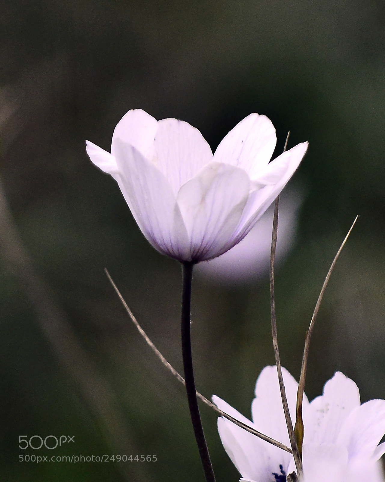 Nikon D800 sample photo. Flowers in marathon photography