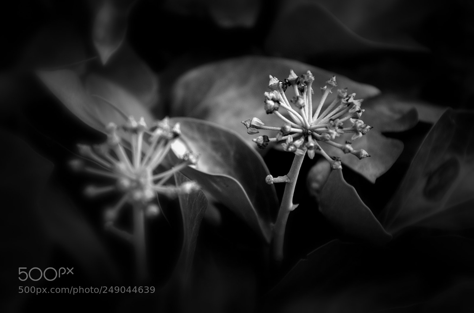 Nikon D7000 sample photo. Ivy fruit photography