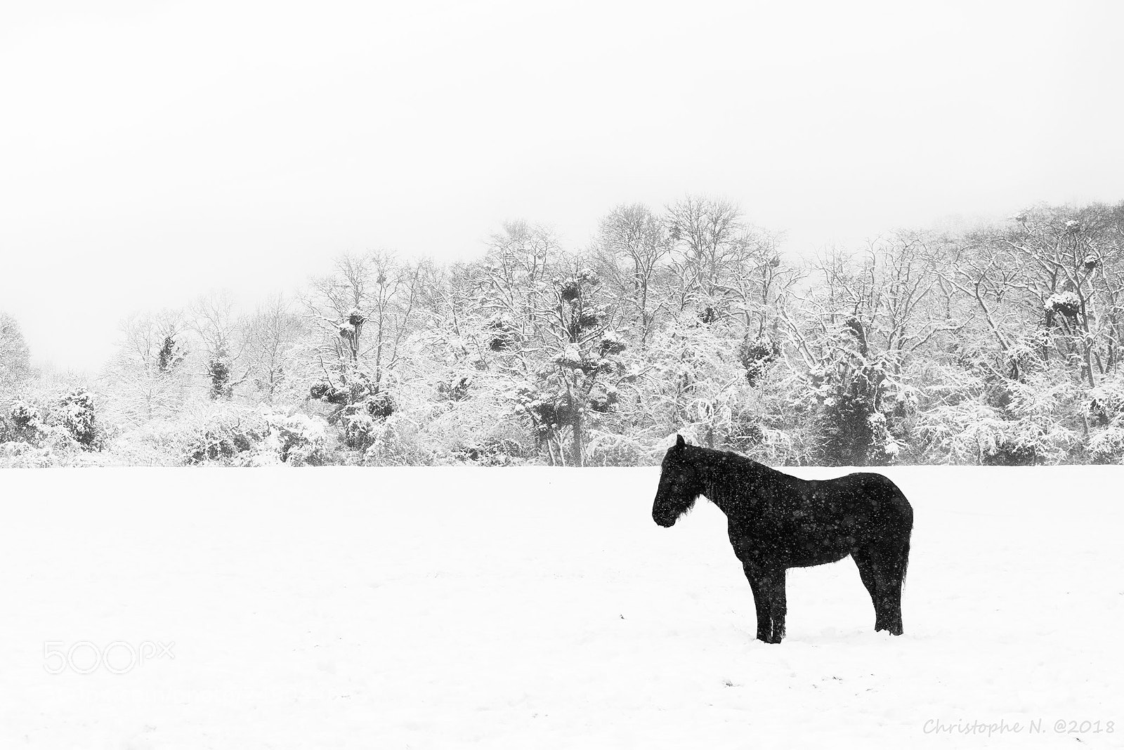 Nikon D810 sample photo. Le petit cheval dans photography
