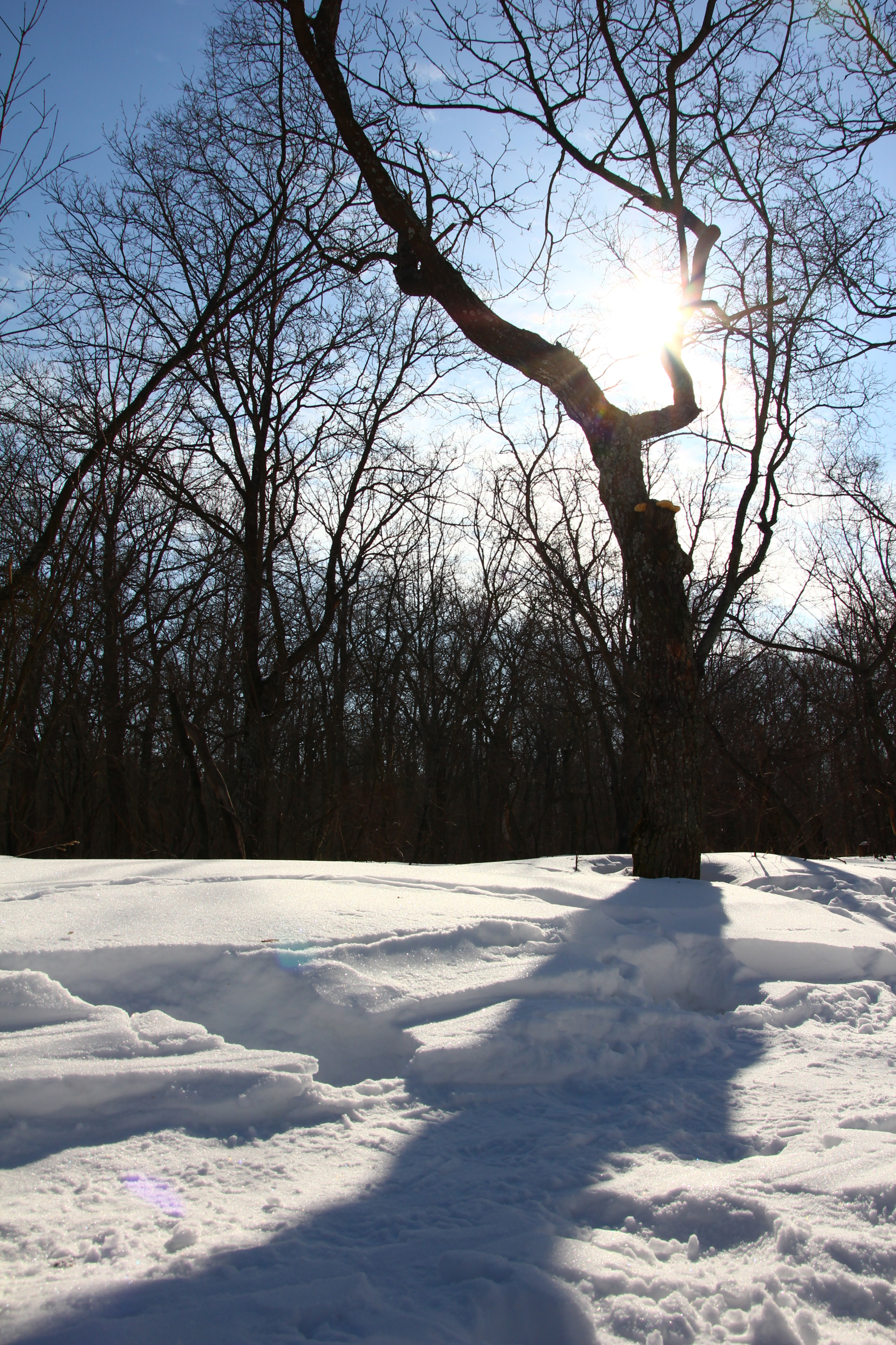 Canon EOS 60D sample photo. Img photography