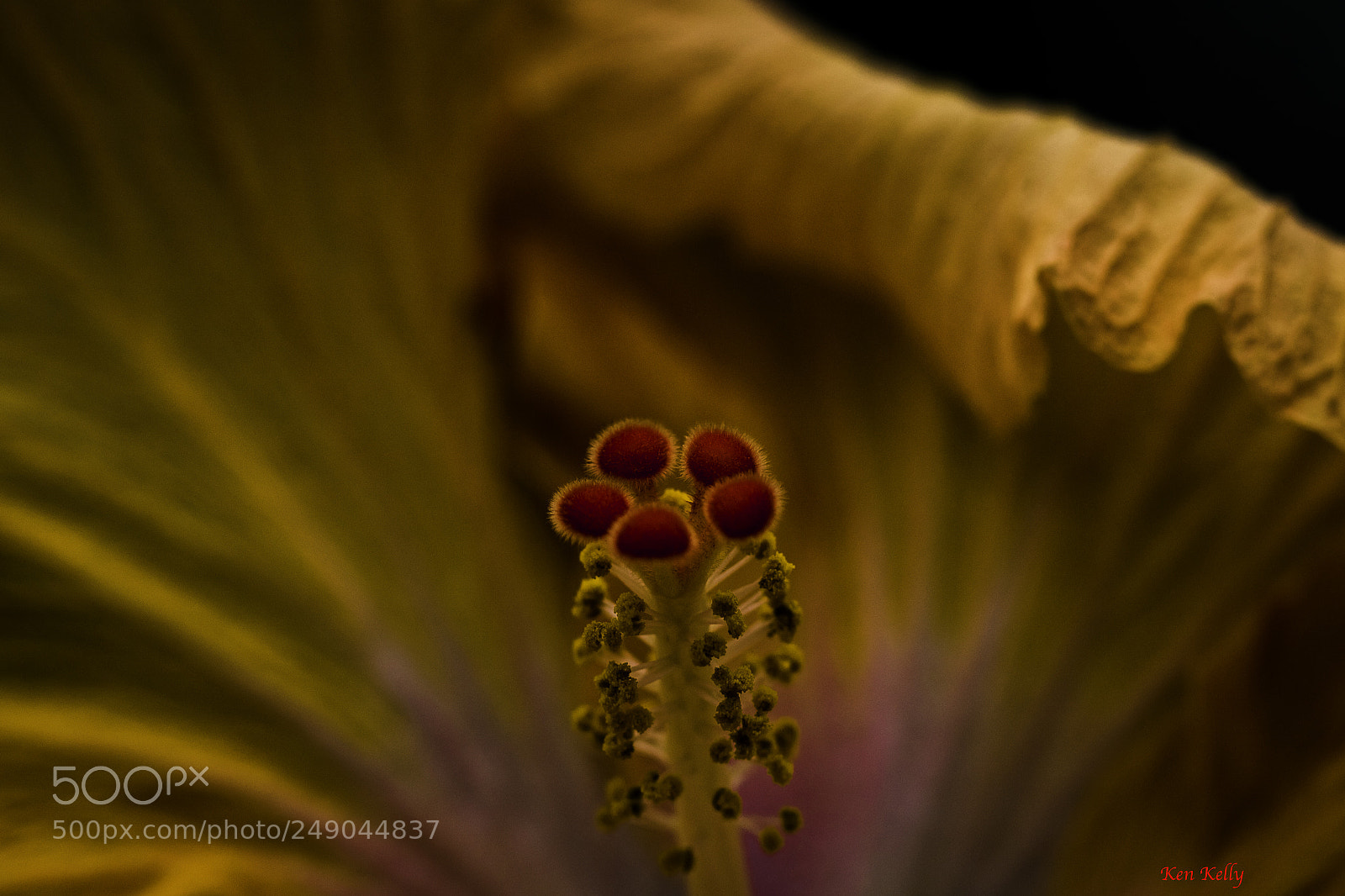 Canon EOS 7D Mark II sample photo. Hibiscus stamen photography