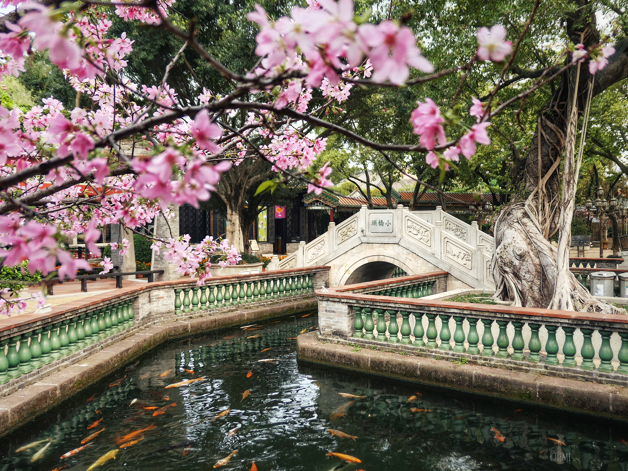 Panasonic Lumix DMC-LX10 (Lumix DMC-LX15) sample photo. Guangzhou baomo garden cherry blossom festival photography