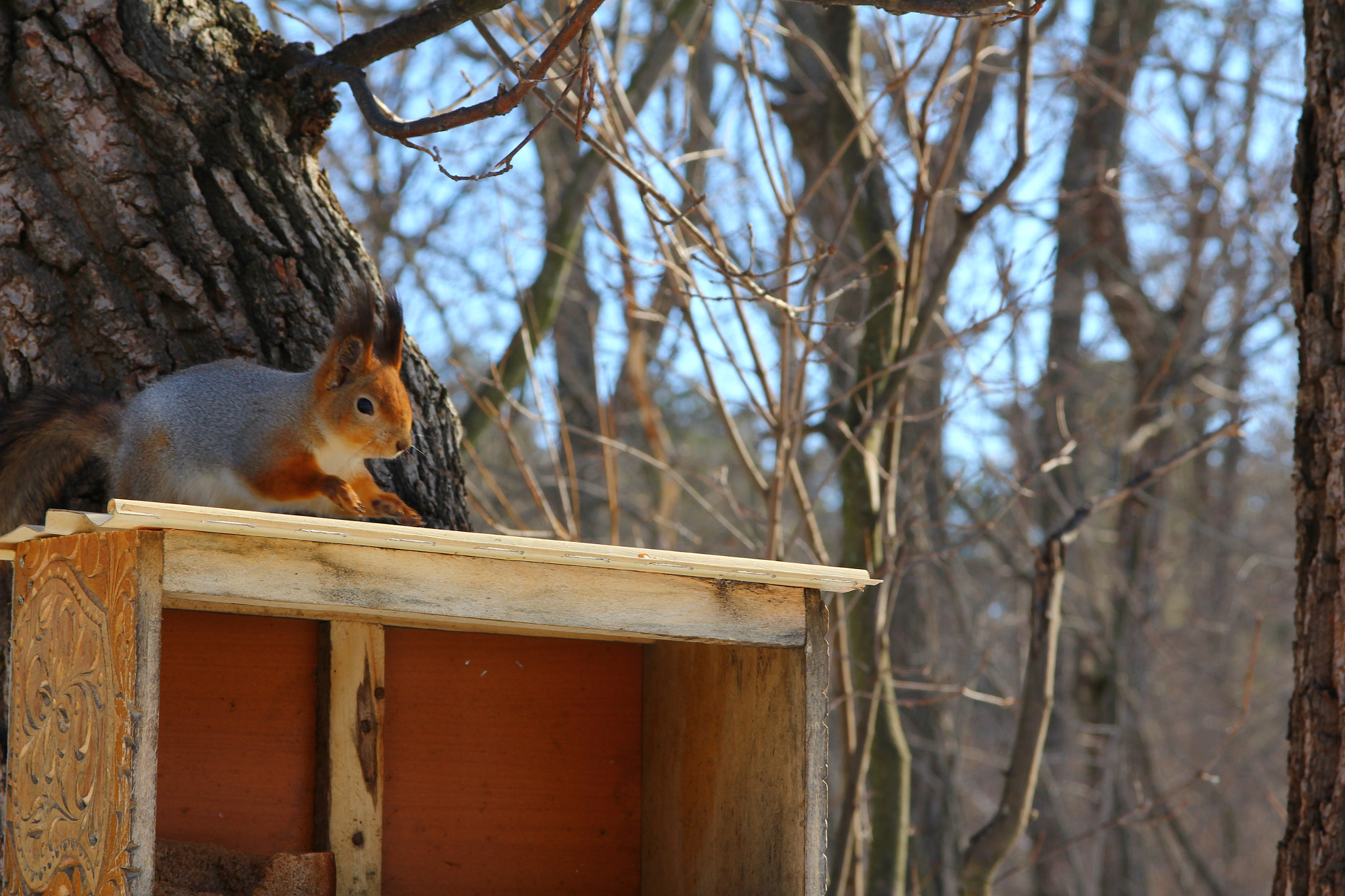Canon EOS 60D sample photo. Img photography