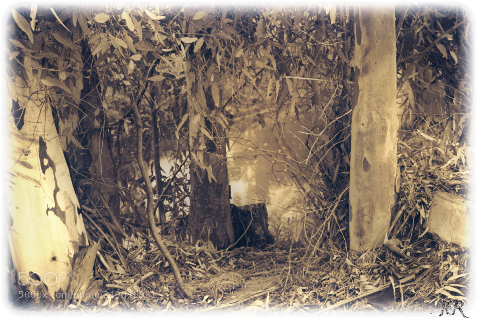 Nikon D5200 sample photo. Antigua photography
