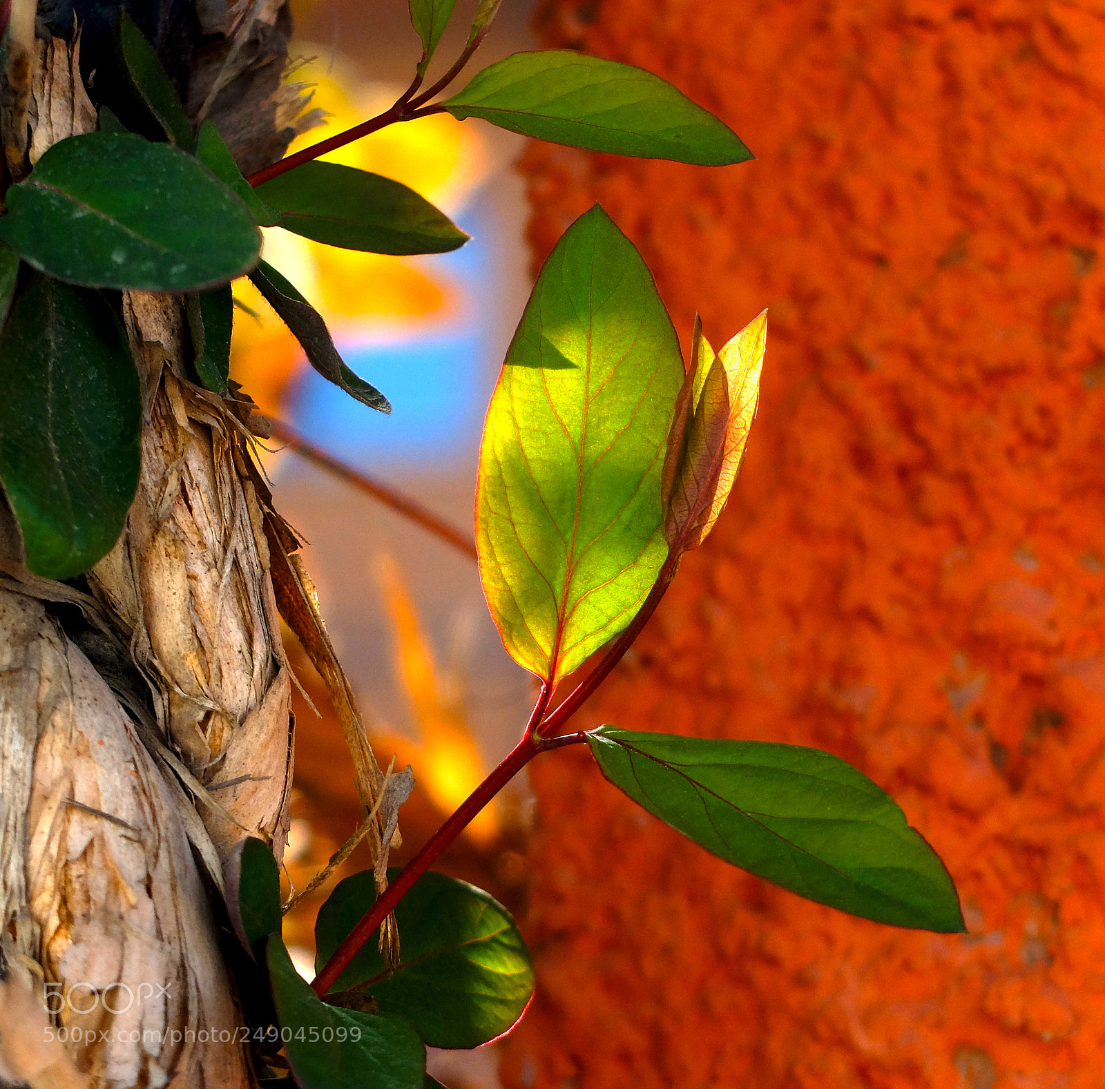 Fujifilm X20 sample photo. Leaves photography