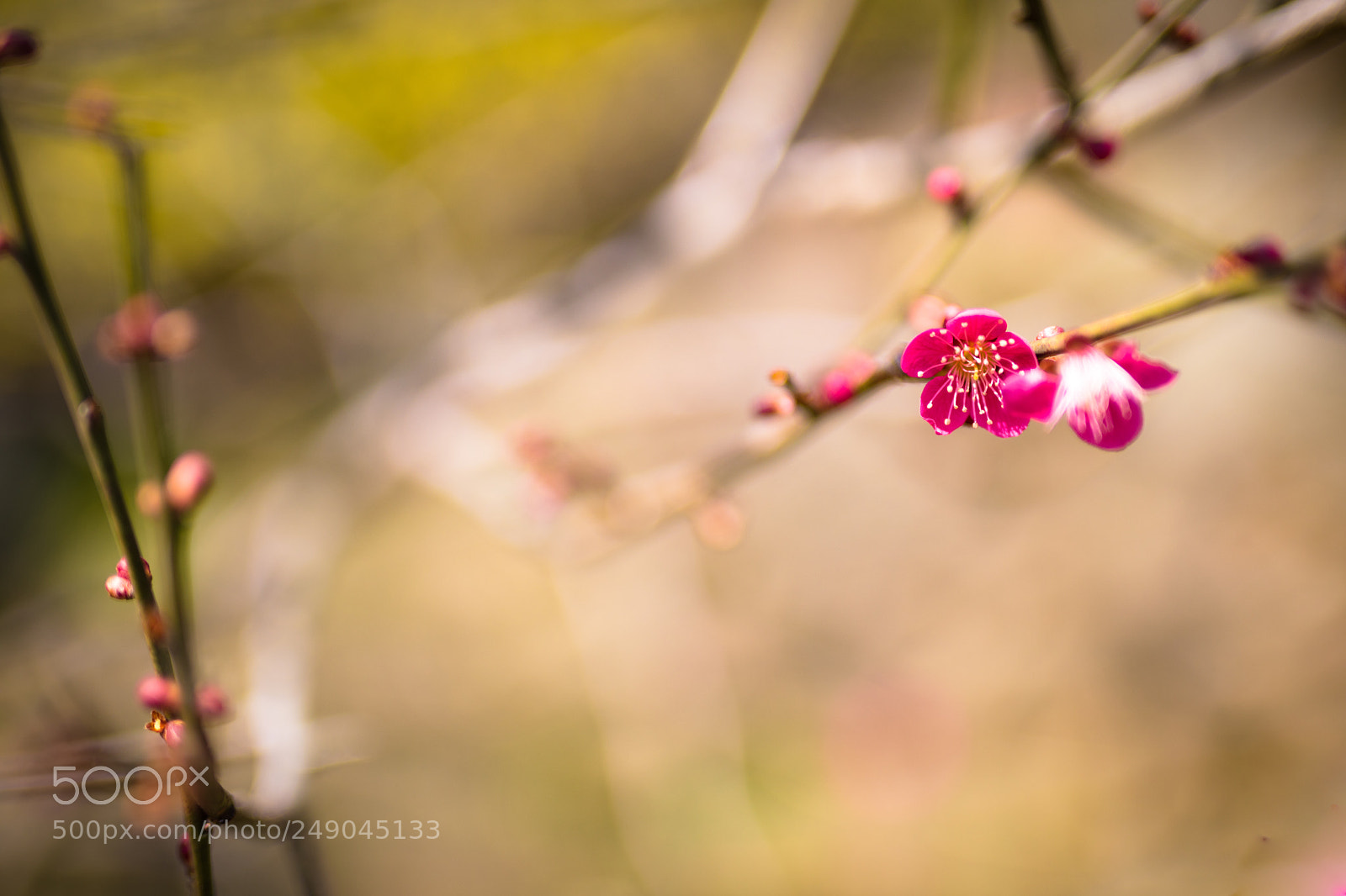 Canon EOS 5D Mark IV sample photo. Ume blossom photography