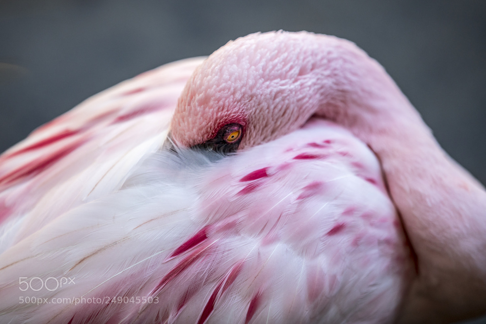 Canon EOS 5D Mark IV sample photo. Resting flamingo photography