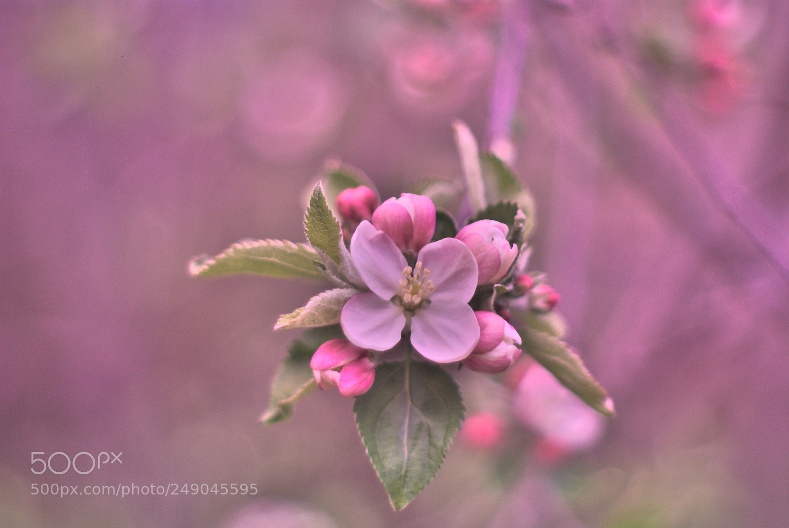Pentax K10D sample photo. Apple blossom photography