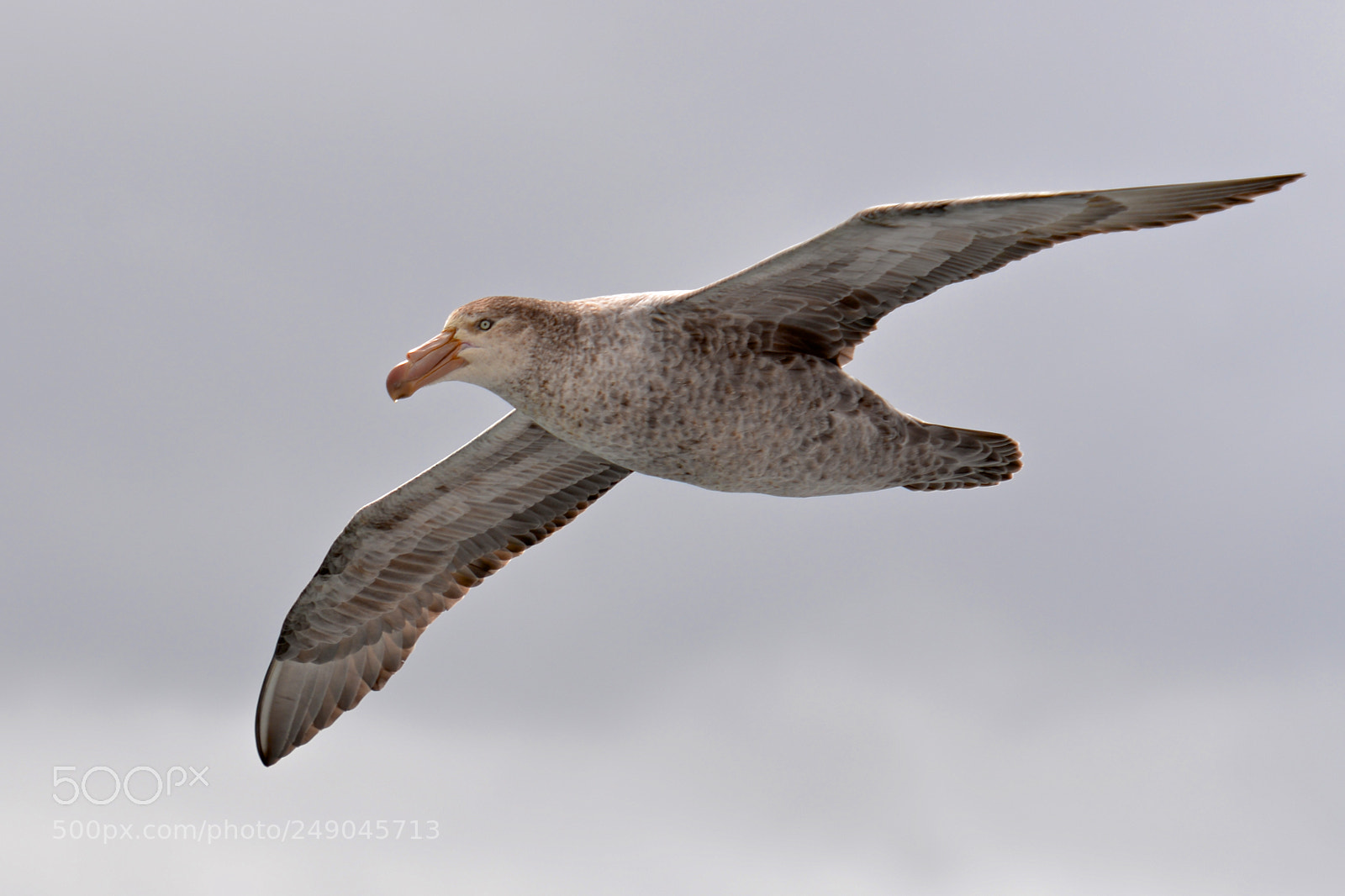 Nikon D610 sample photo. Southern giant petrel in photography