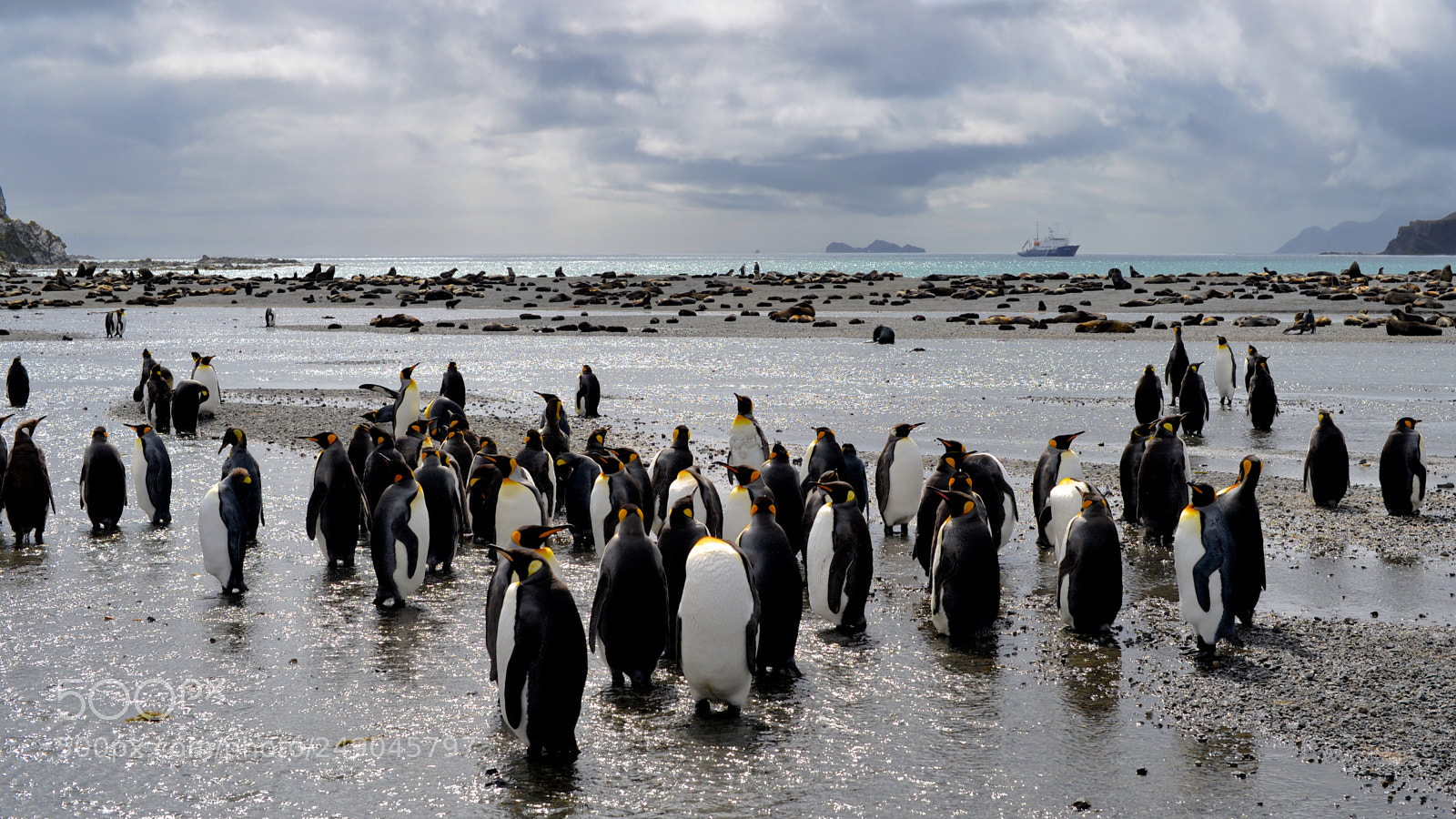 Nikon D610 sample photo. King penguins coping with photography