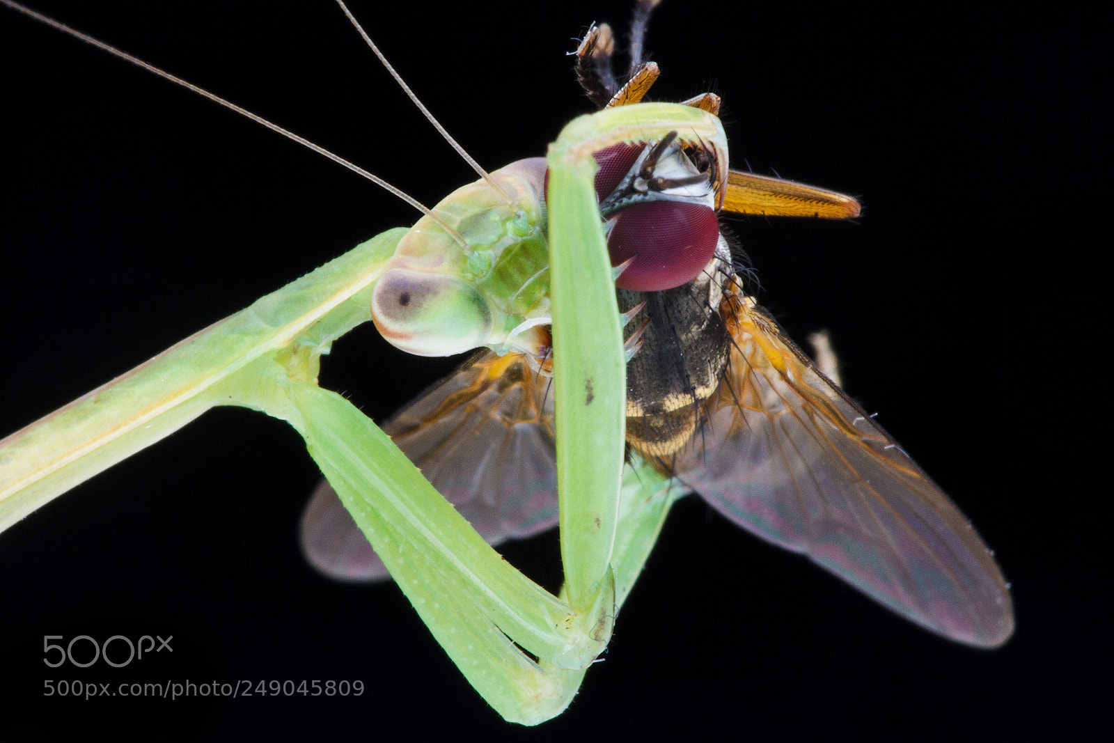 Canon EOS 7D sample photo. Mantis, prey, fly, green photography