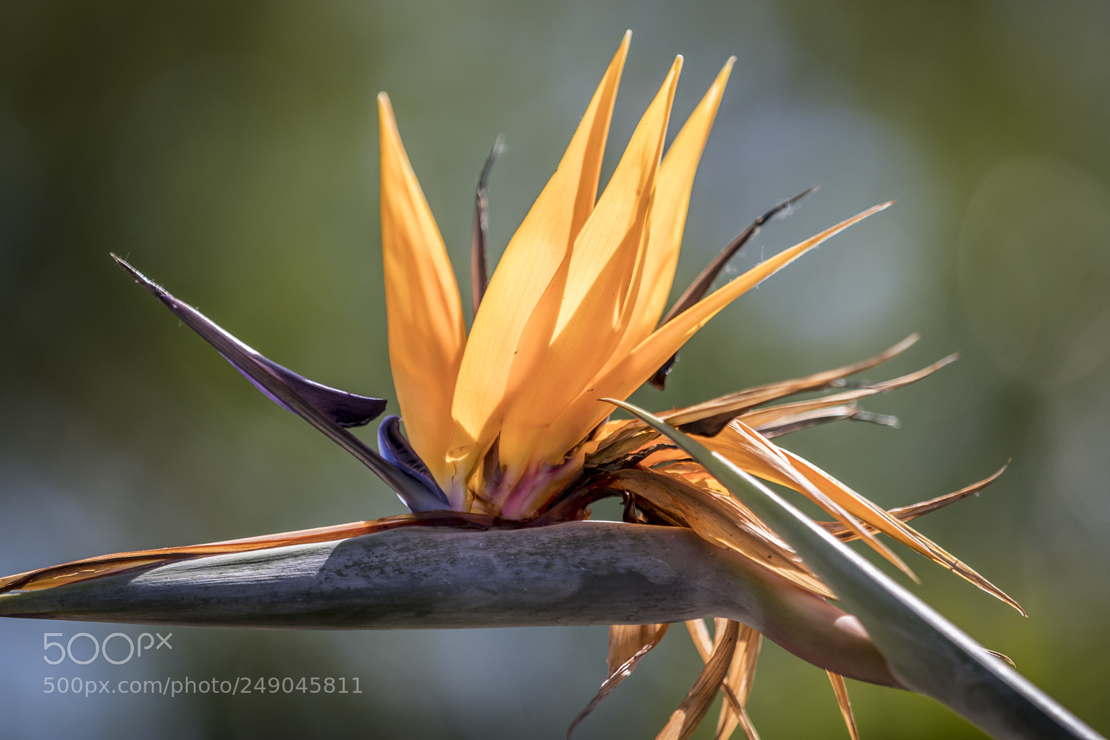 Canon EOS 5D Mark IV sample photo. Orange flower photography