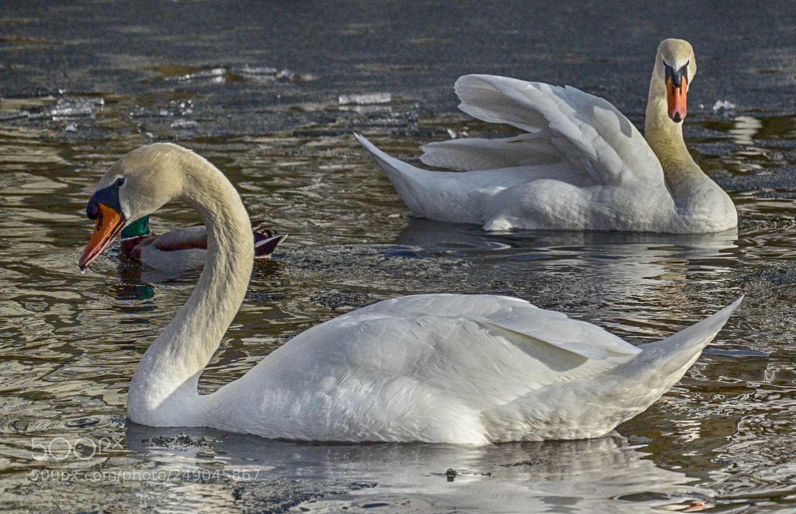 Nikon D7000 sample photo. Swans photography