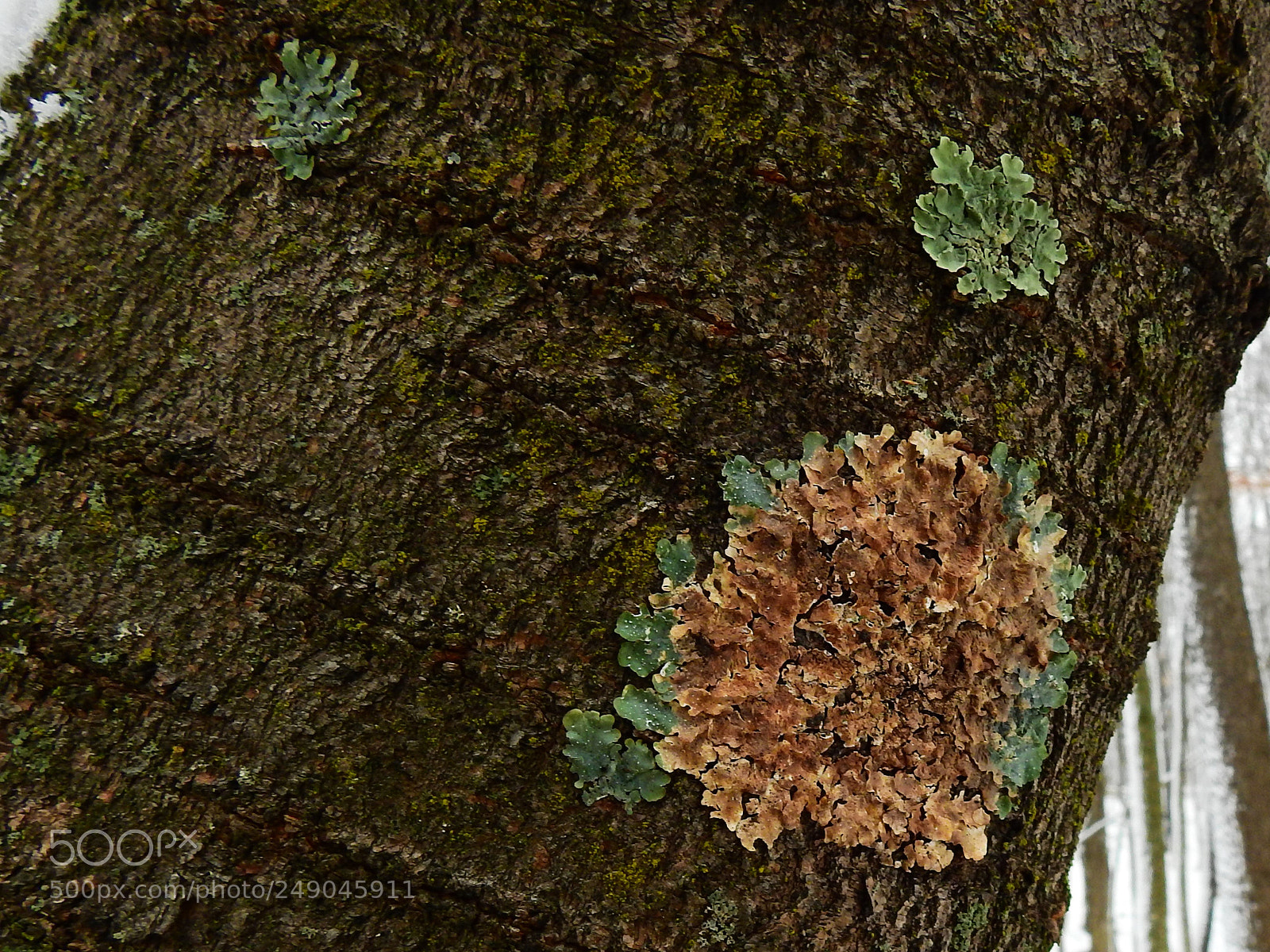 Nikon Coolpix P900 sample photo. Lichen on tree photography