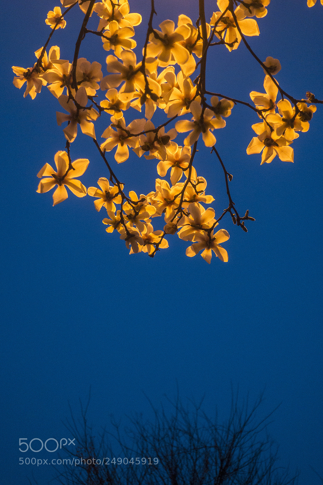 Sony DSC-RX100M5 sample photo. 白玉兰在灯笼下 photography