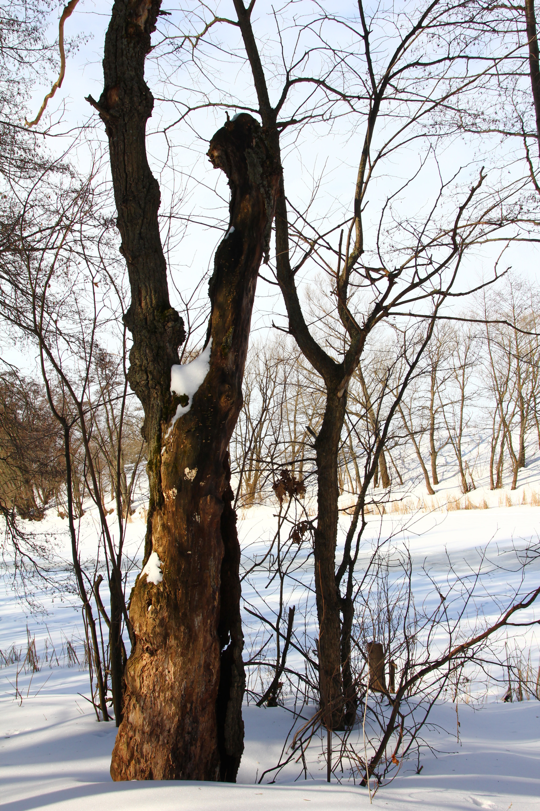 Canon EOS 60D sample photo. Img photography