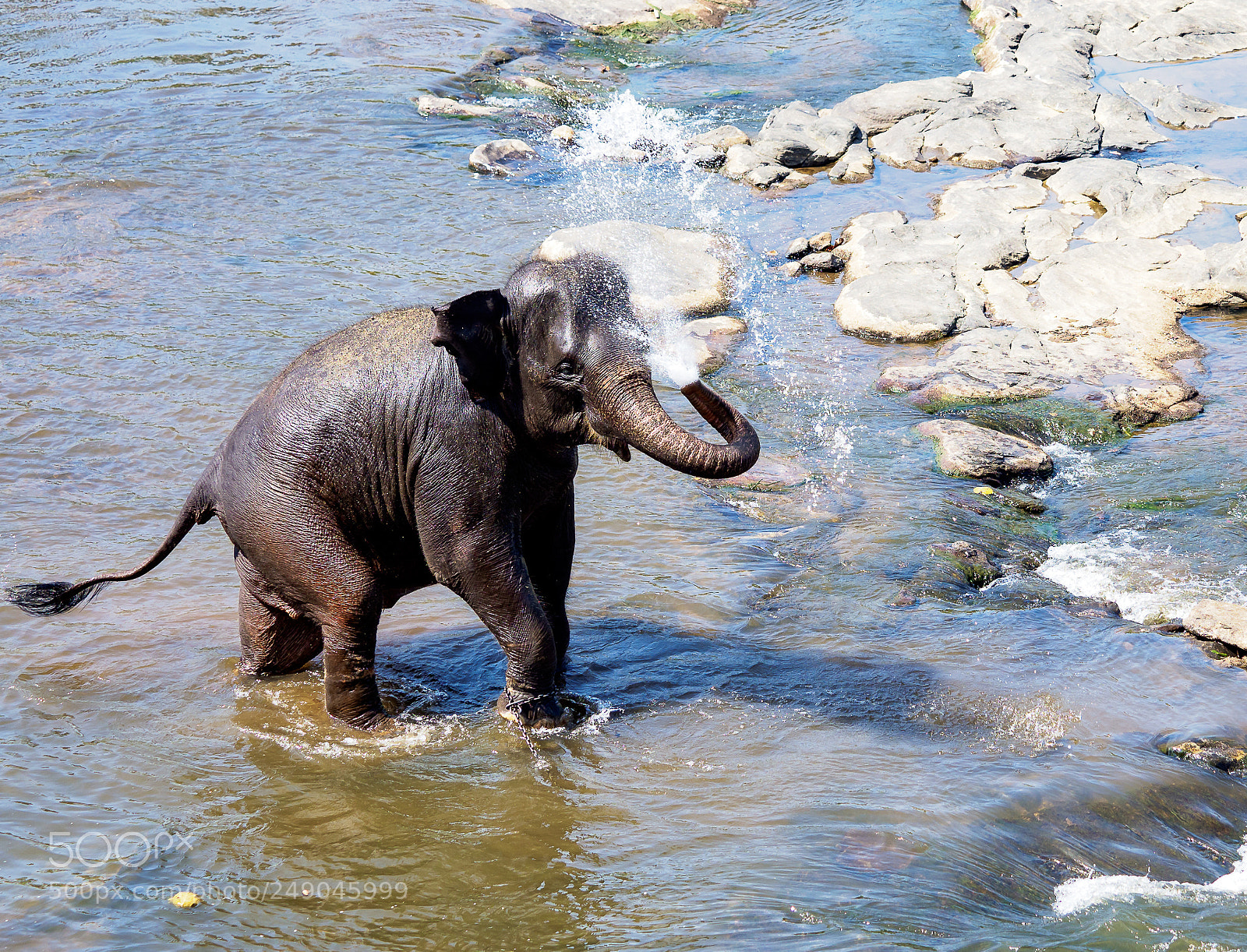 Olympus OM-D E-M1 Mark II sample photo. Elephant bath time photography