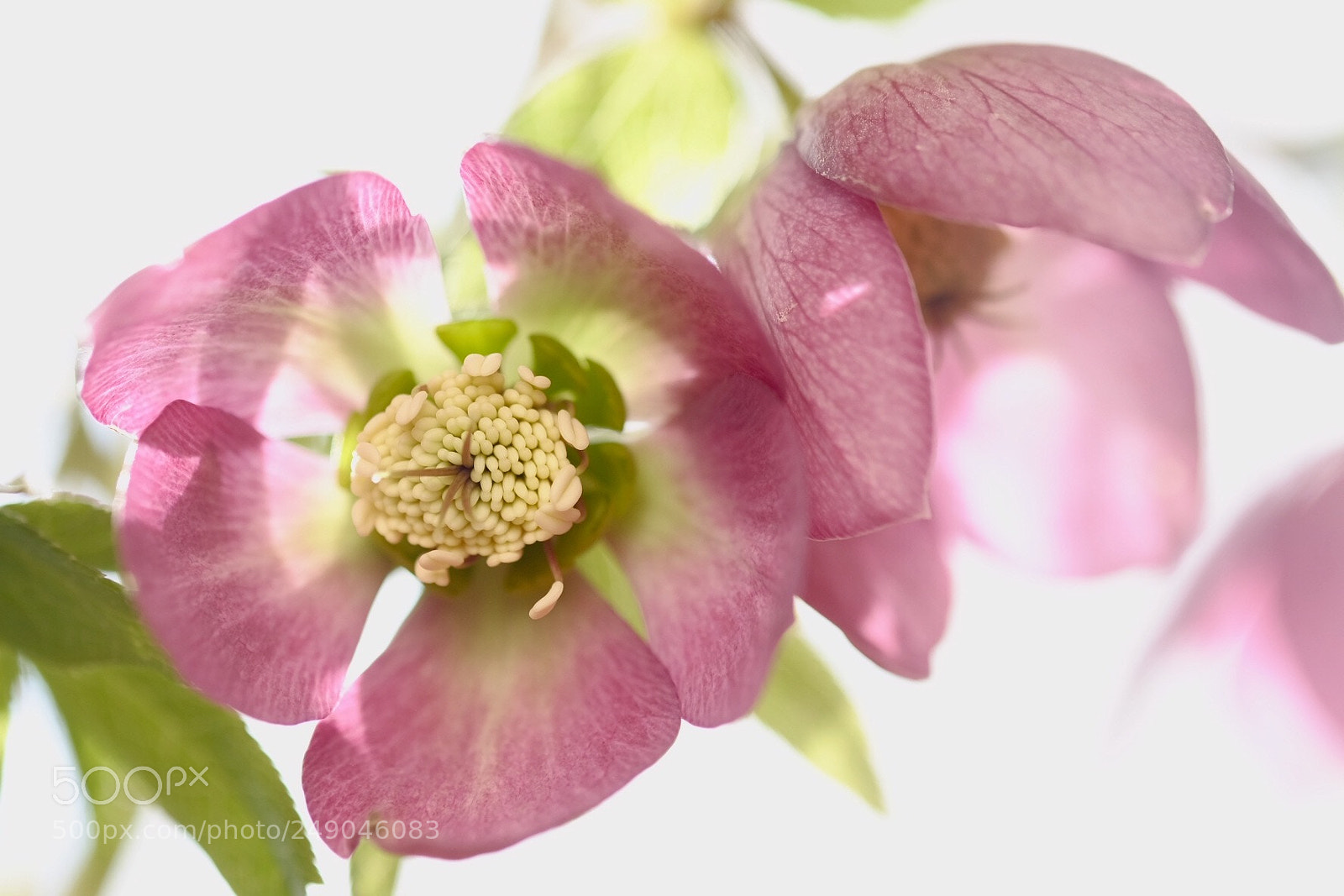 Fujifilm X-E2 sample photo. Christmas rose photography