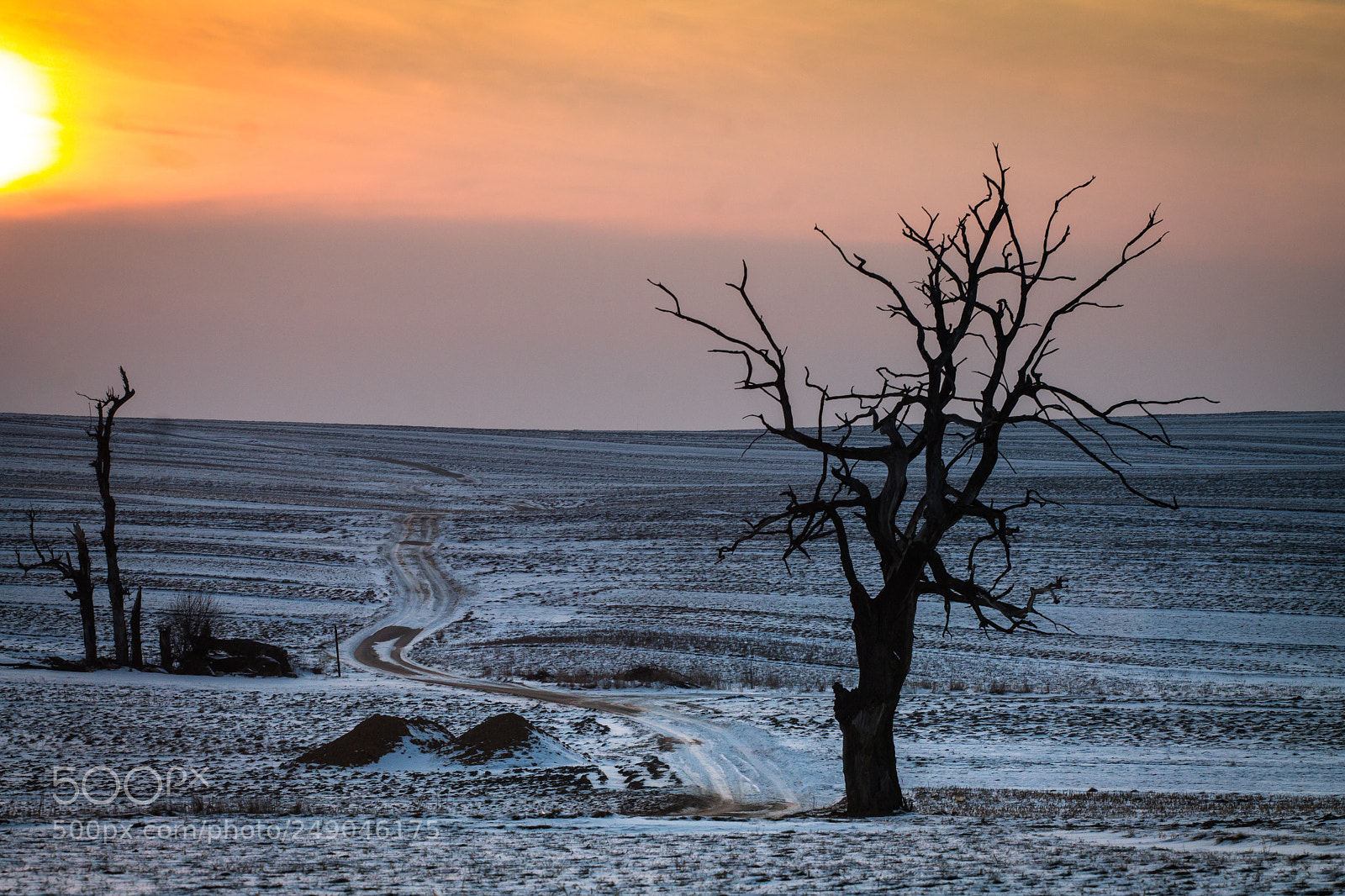 Canon EOS 1100D (EOS Rebel T3 / EOS Kiss X50) sample photo. Lonely tree near cracow. photography