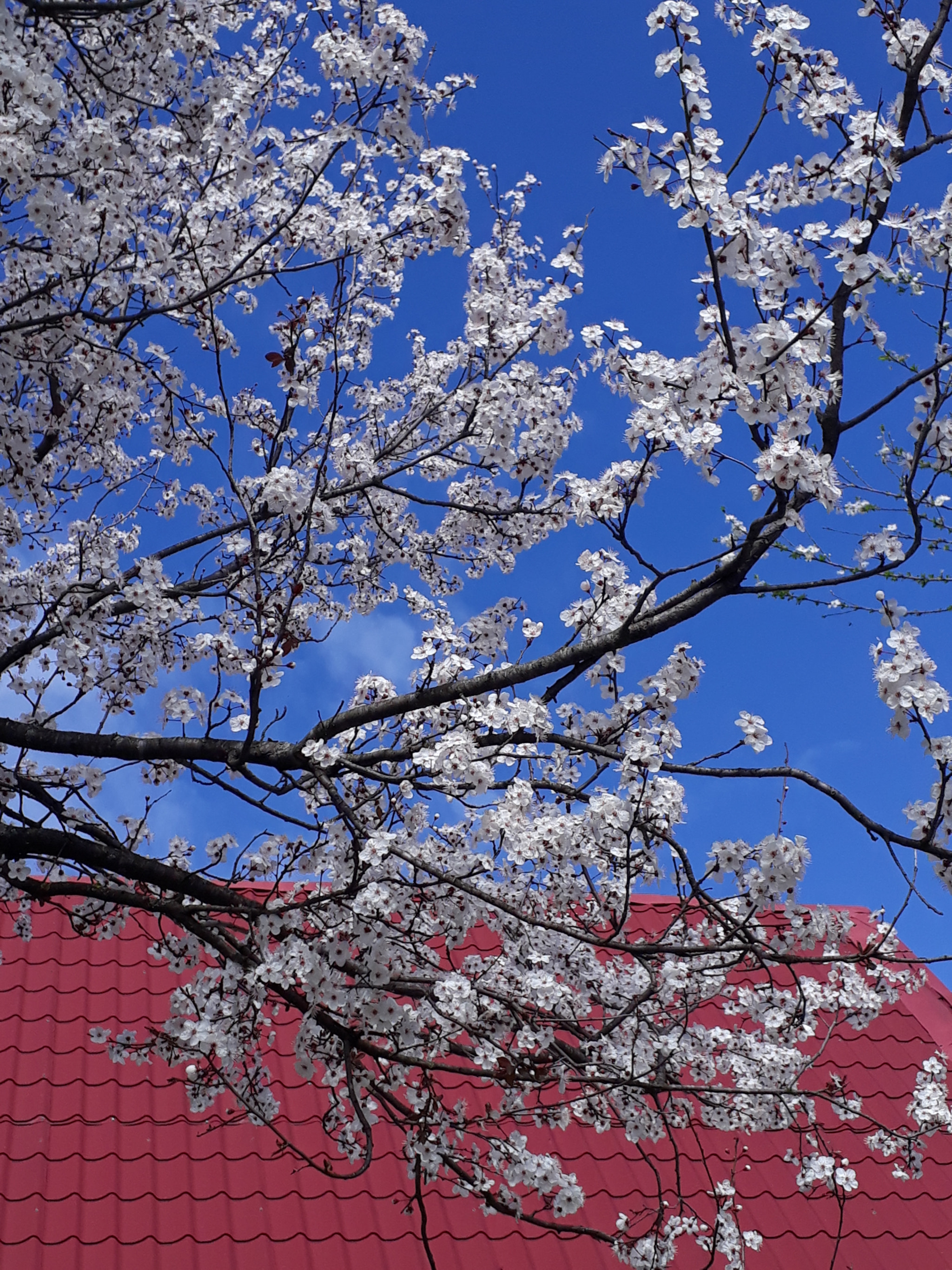 Samsung Galaxy A3(2017) sample photo