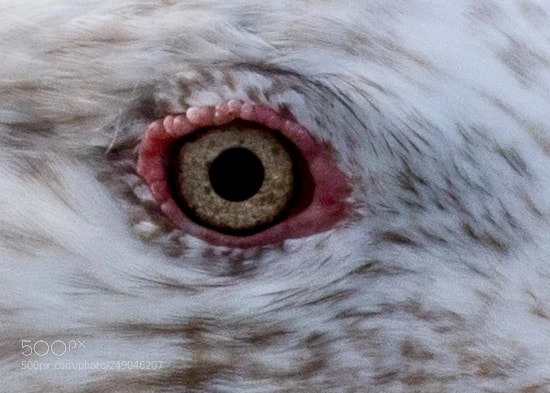 Canon EOS 7D Mark II sample photo. Eyes wide open photography