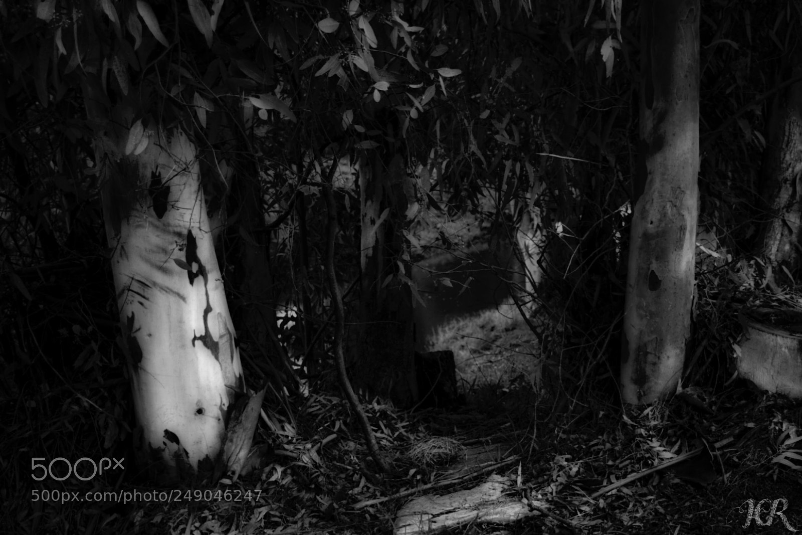 Nikon D5200 sample photo. Noche abierta photography