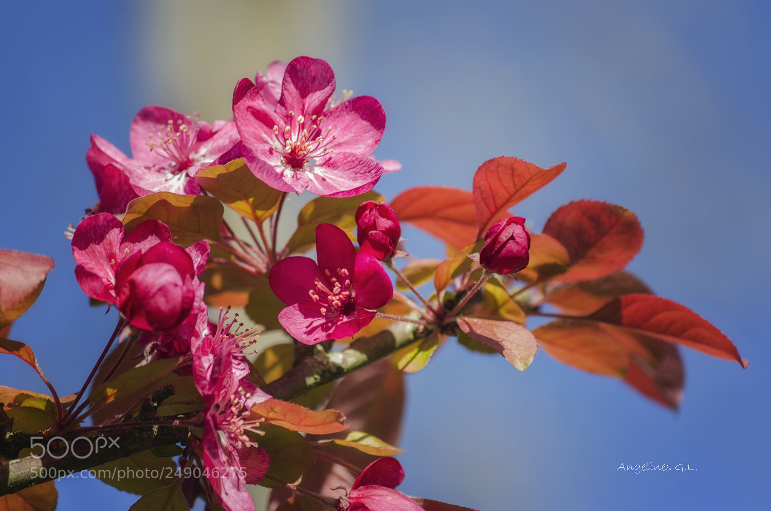 Nikon D5100 sample photo. Se acerca la primavera photography