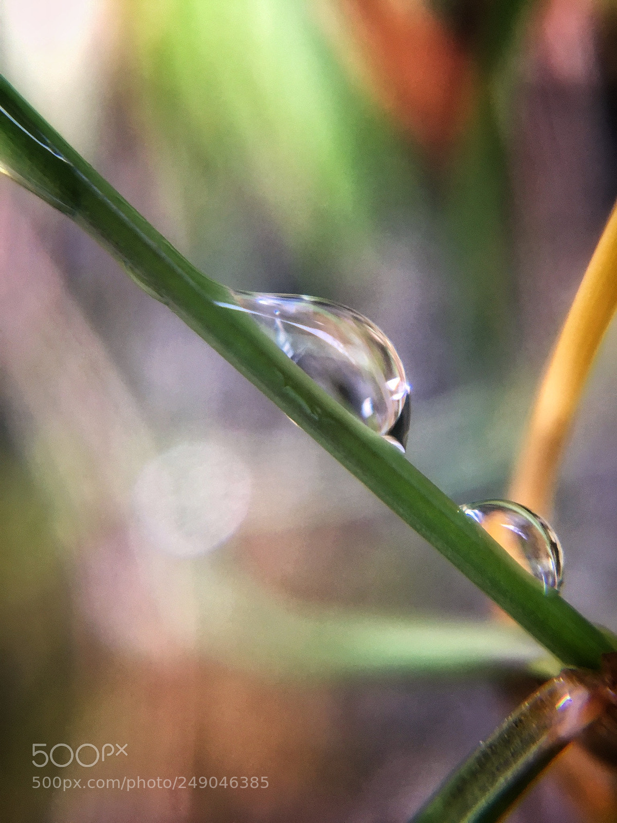 Apple iPhone 6s Plus sample photo. Droplets photography