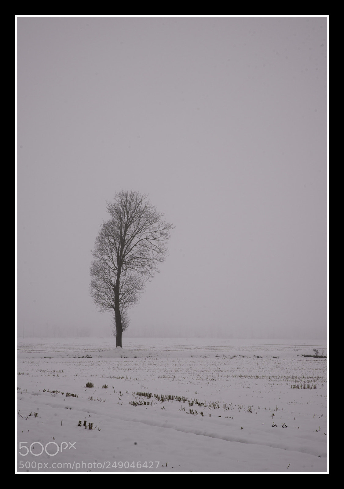 Nikon D610 sample photo. Trees in the fog photography