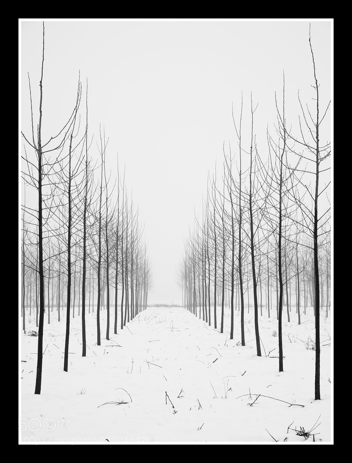 Nikon D610 sample photo. Trees in the fog photography