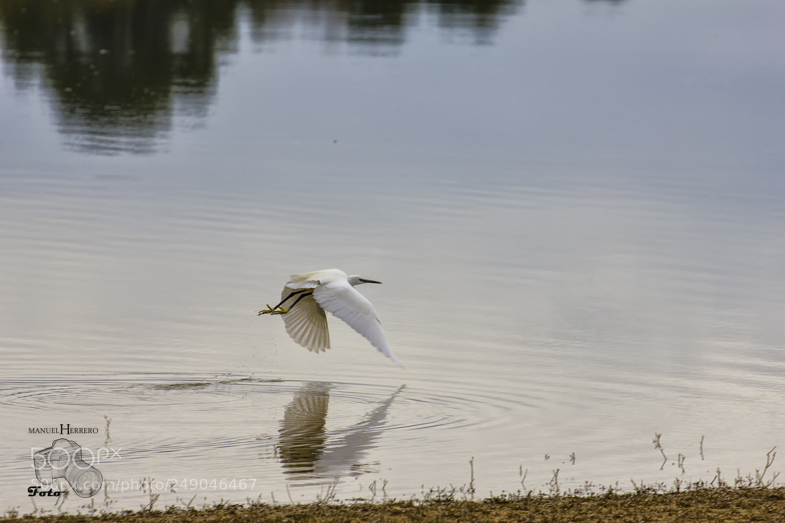 Canon EOS 550D (EOS Rebel T2i / EOS Kiss X4) sample photo. Ardea alba photography