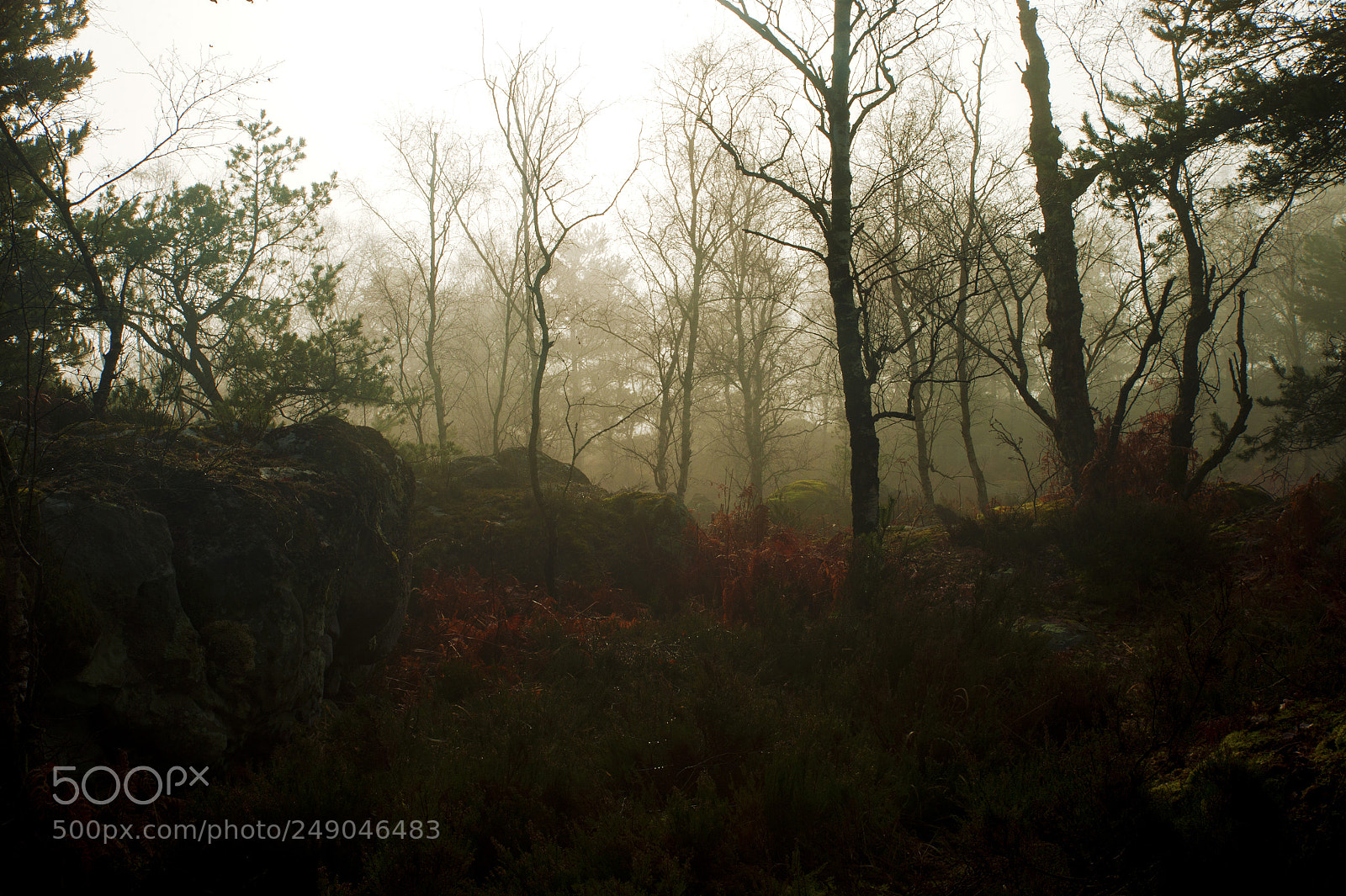 Nikon Df sample photo. Fontainebleau - xi photography