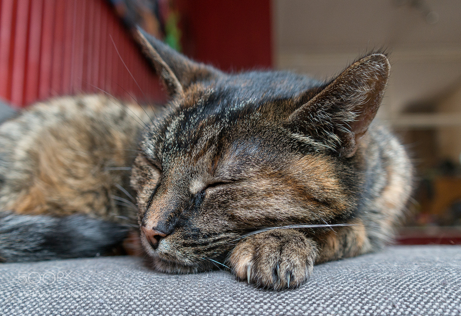 Samsung NX300 sample photo. Musti photography