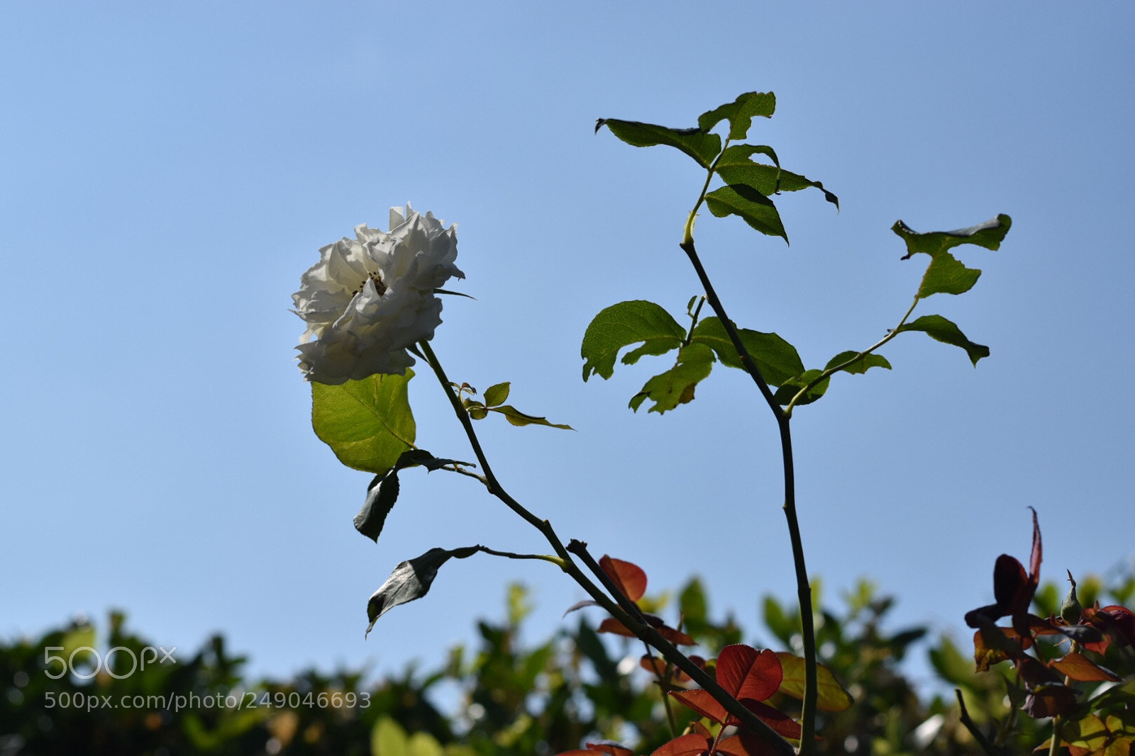 Nikon D3300 sample photo. Untitled photography