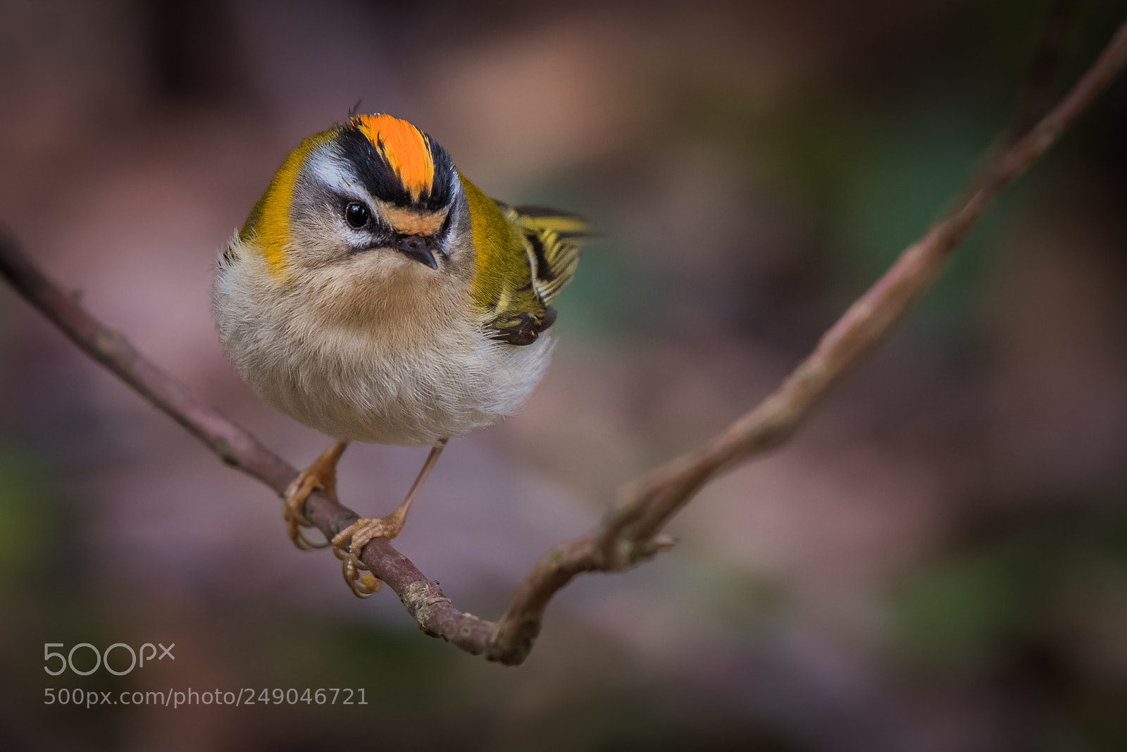 Nikon D500 sample photo. Firecrest photography