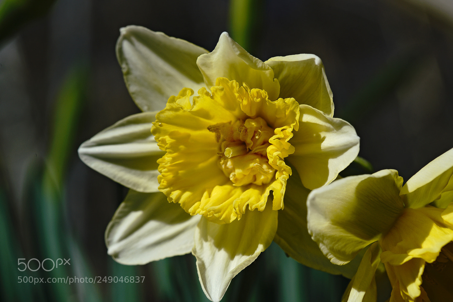 Sony a7R II sample photo. Show off photography