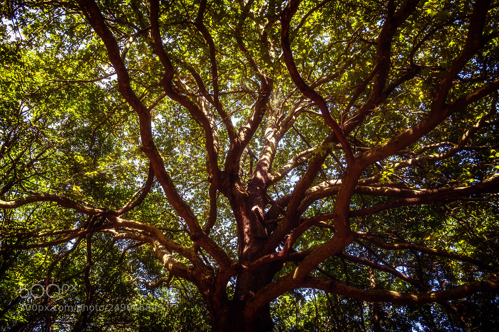 Nikon D5500 sample photo. Fairy tree photography